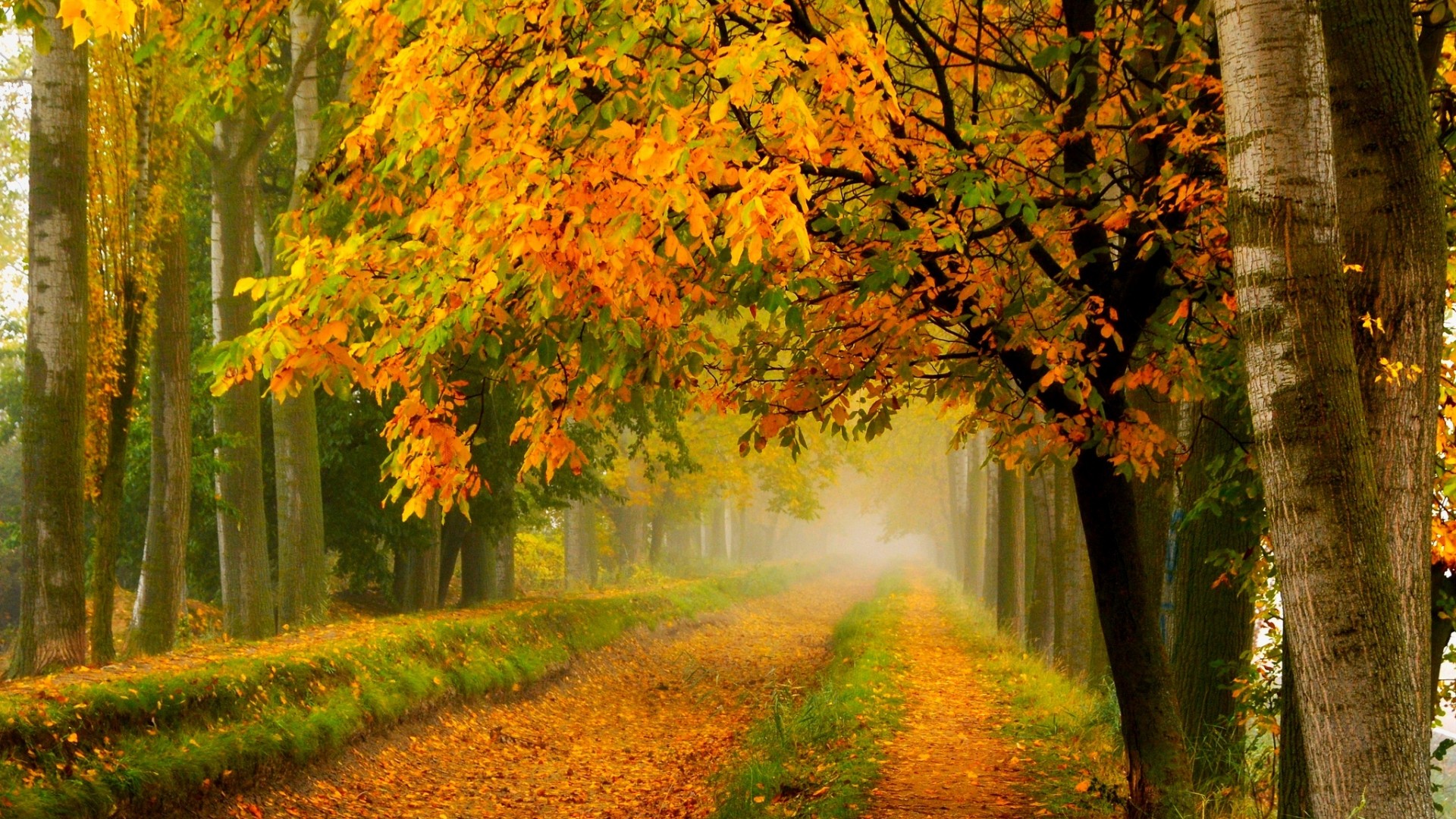 秋季森林,树木,树叶,道路,风景桌面壁纸