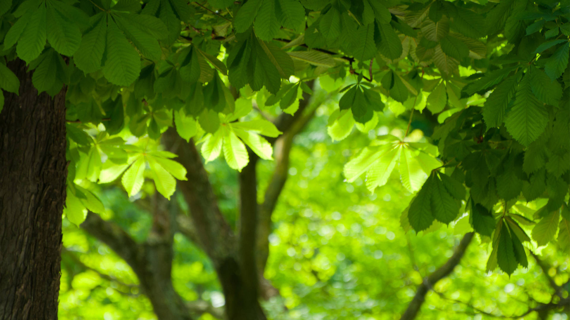 树,绿色树叶,自然护眼风景电脑壁纸