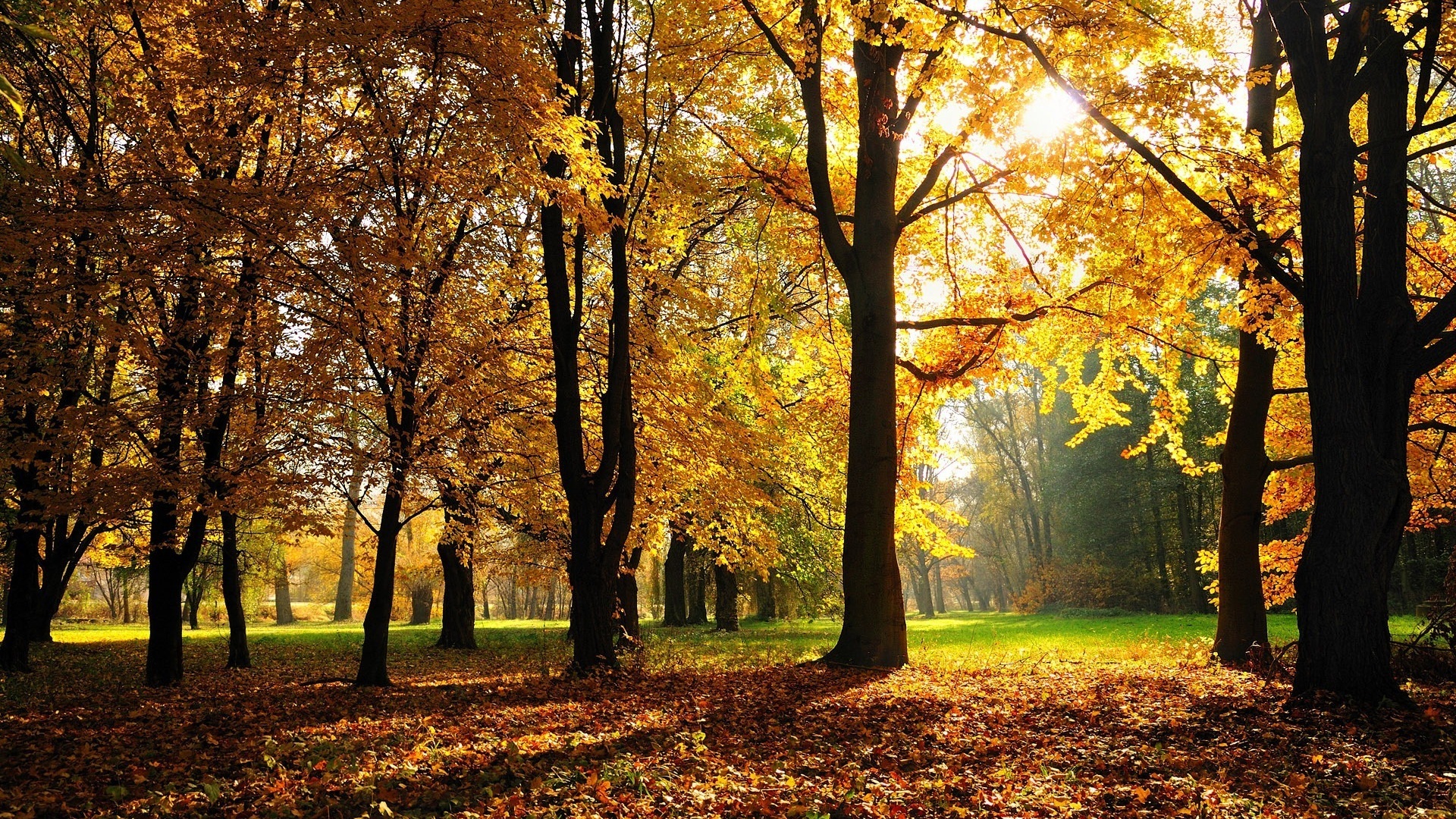 森林公园,黄色的秋天,树叶,阳光,风景桌面壁纸