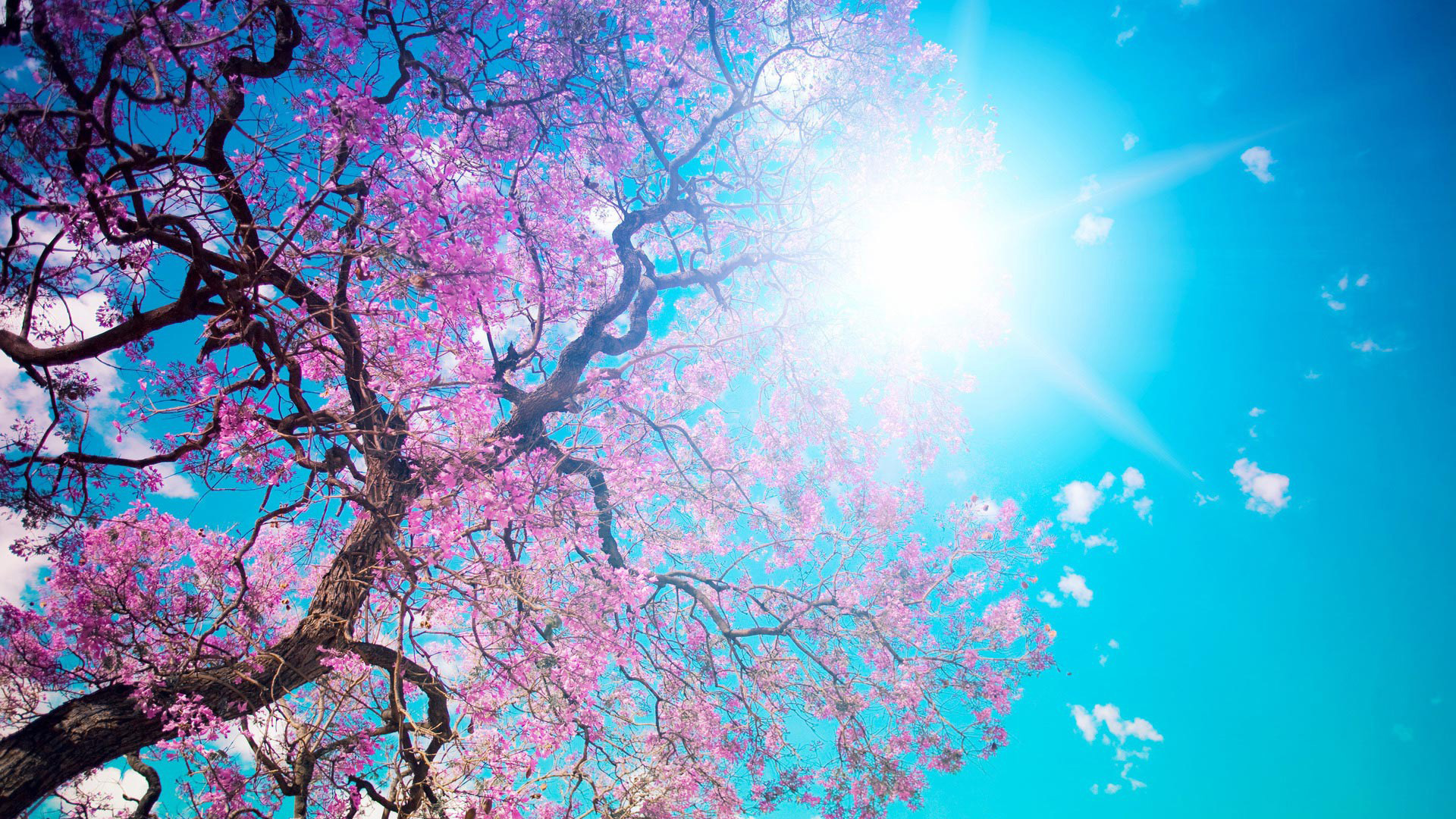 春天,树,樱桃,光,天空风景,桌面壁纸