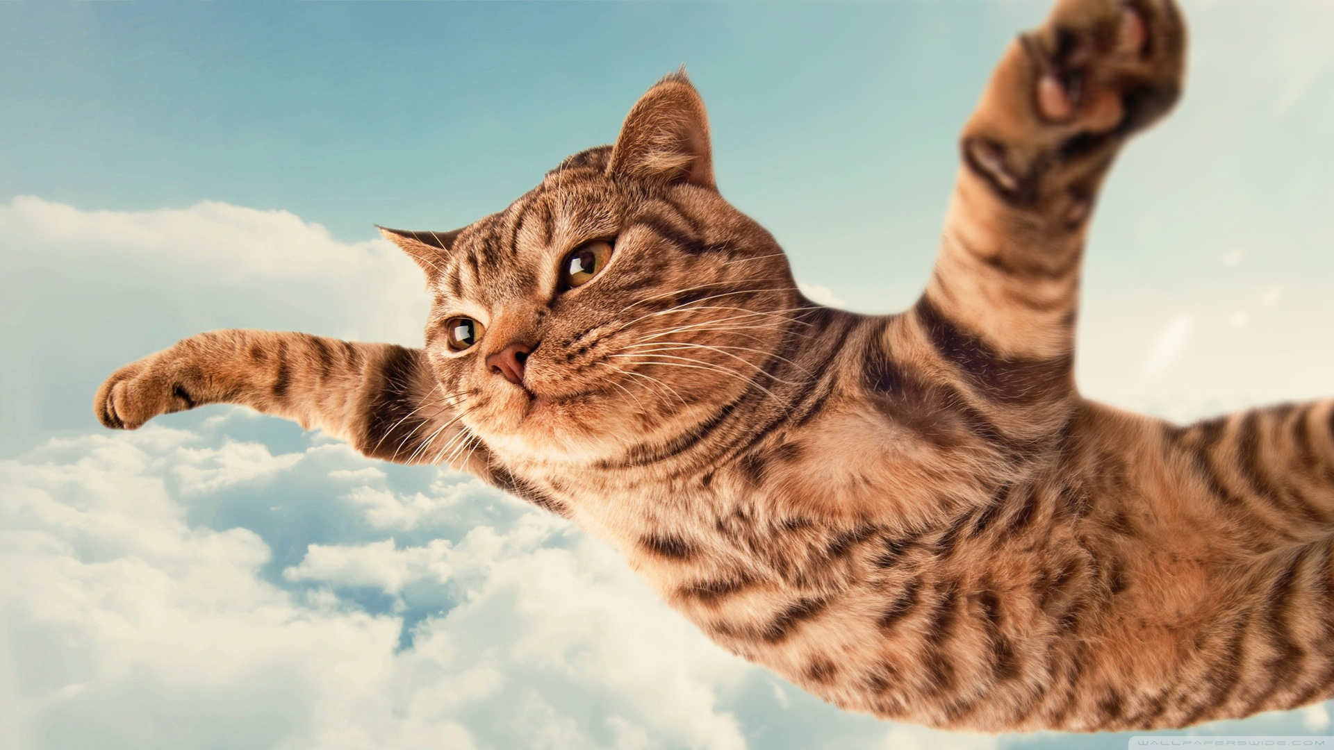 喵星人，猫，天空飞翔，神气，放飞梦想，可爱动物桌面壁纸
