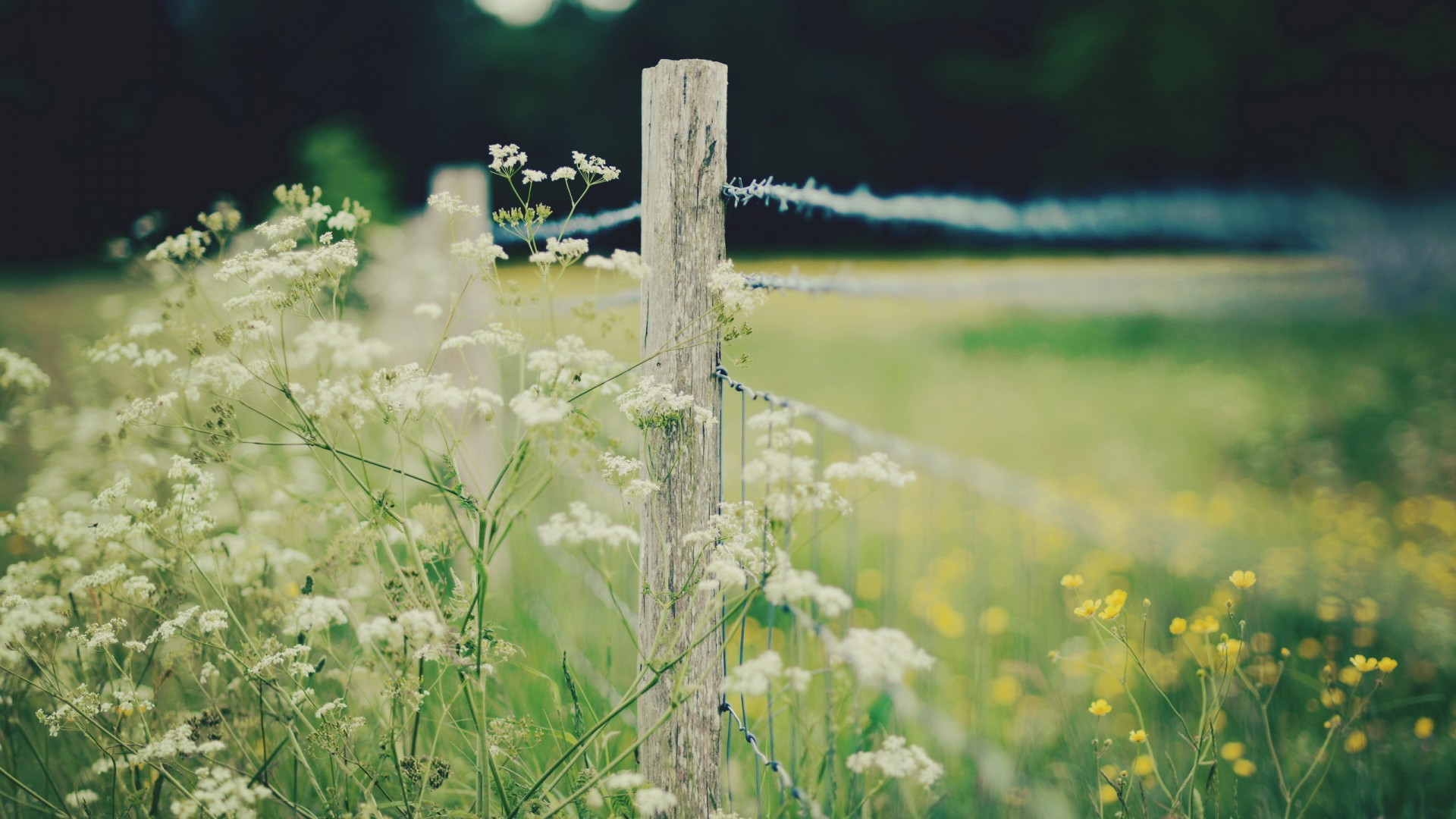 篱笆，场，草，自然，花卉，护眼风景桌面壁纸