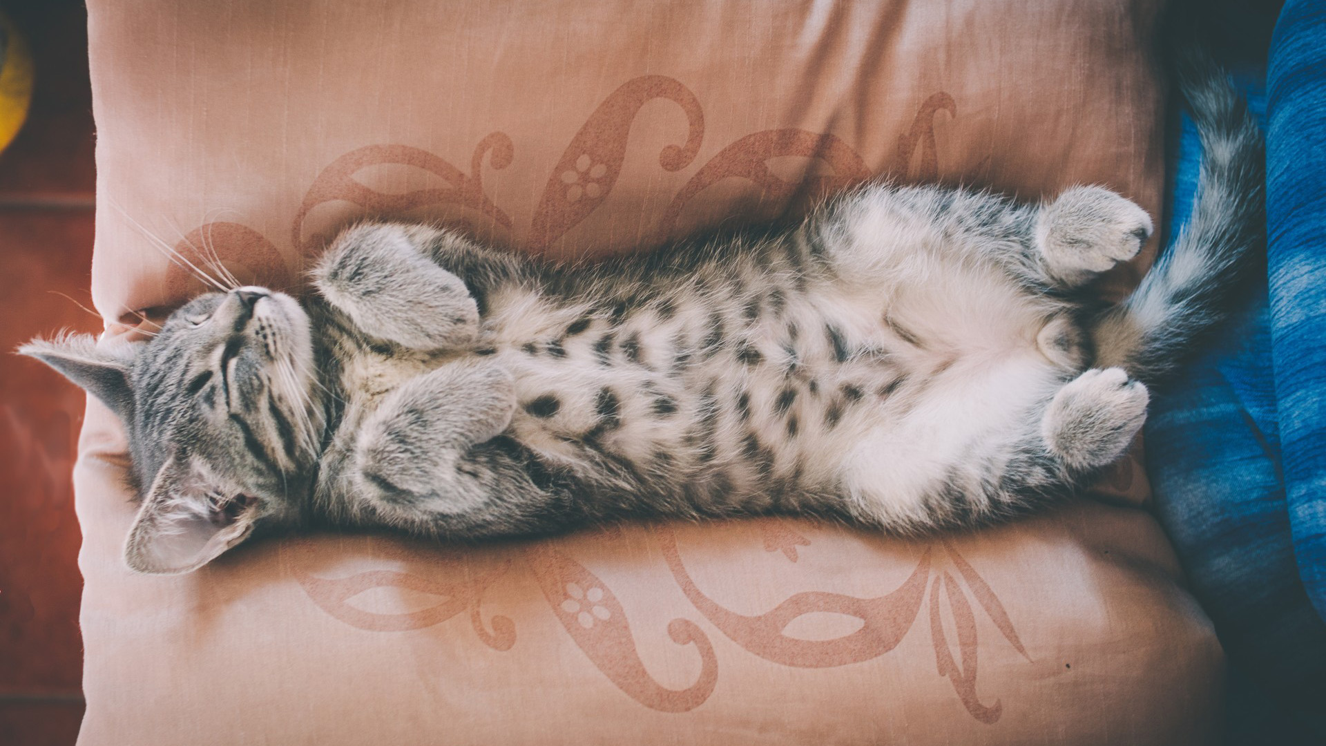 小猫,被子,肚子,睡觉,可爱桌面壁纸