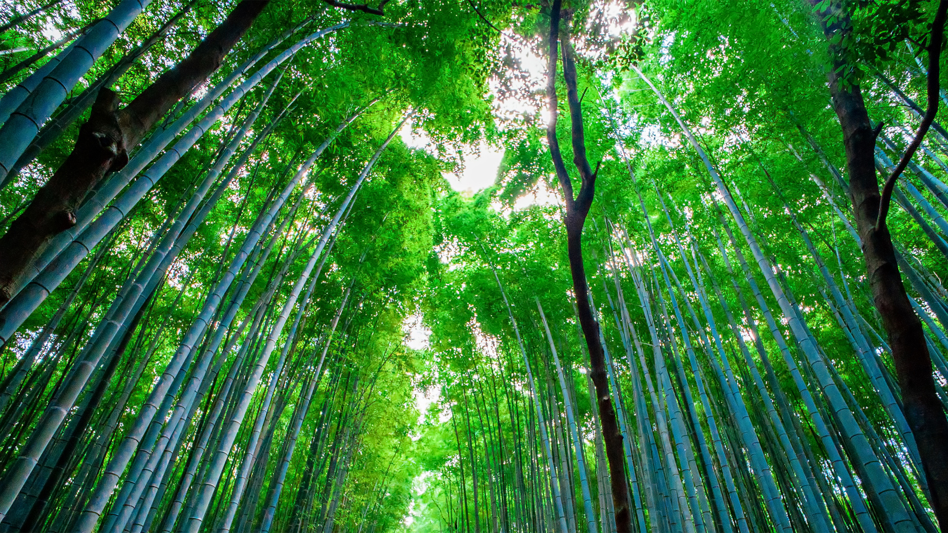 日本竹林风景壁纸