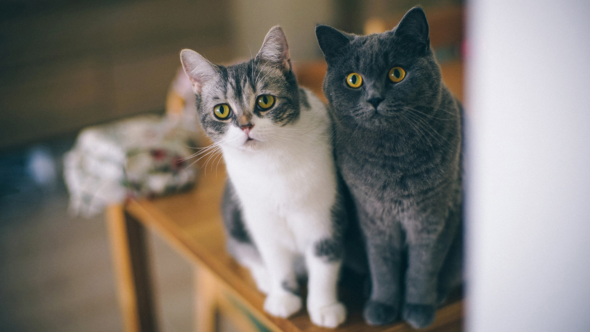 开饭啦，两只猫咪，可爱眼神，表情，胡须，注视，专心，入神，猫猫壁纸