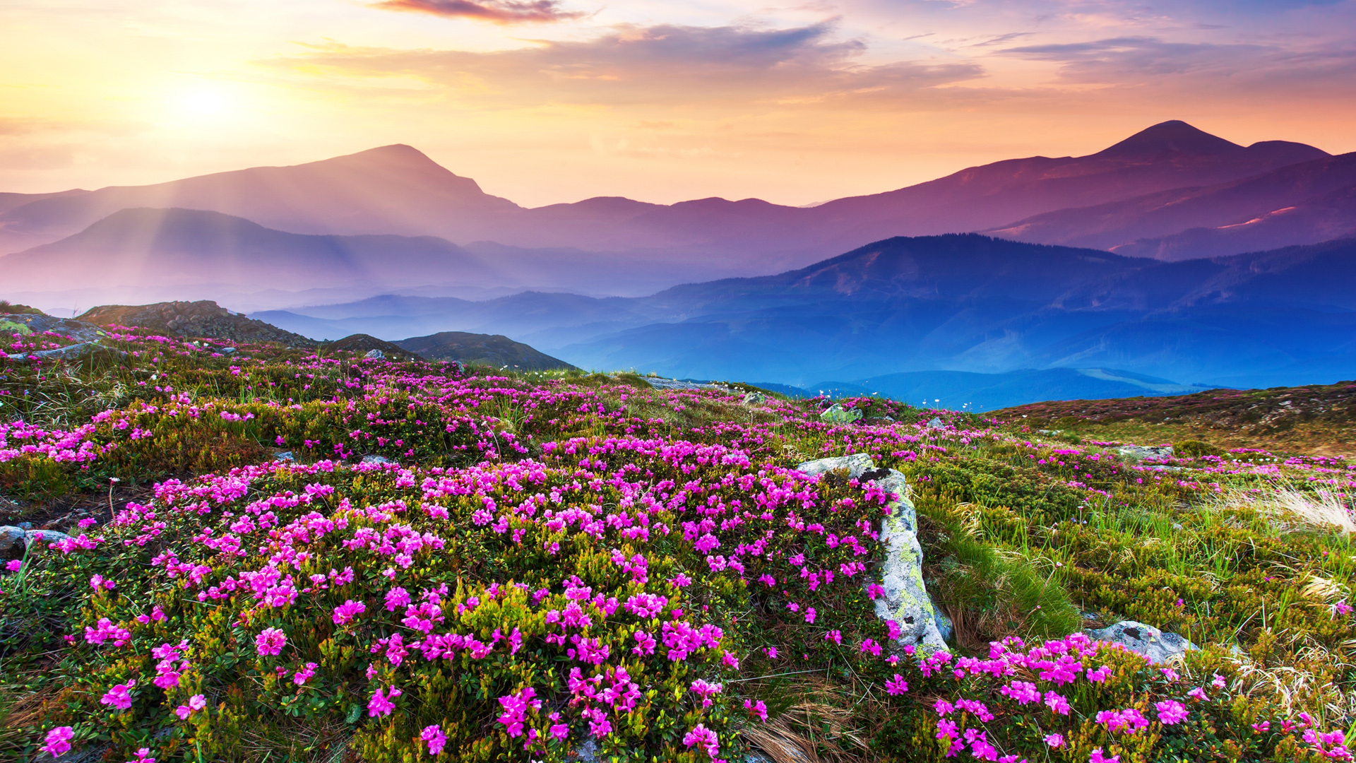 山峦 鲜花 阳光 美丽的风景桌面壁纸