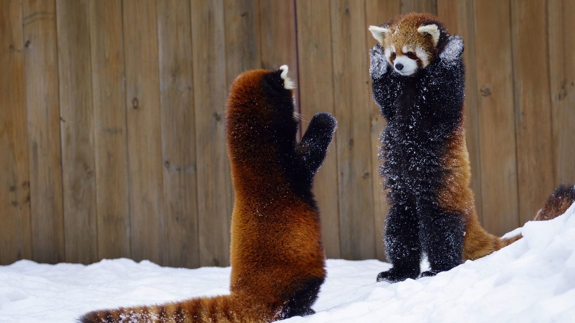 雪,红熊猫,两个动物,举起手来,围栏,桌面壁纸