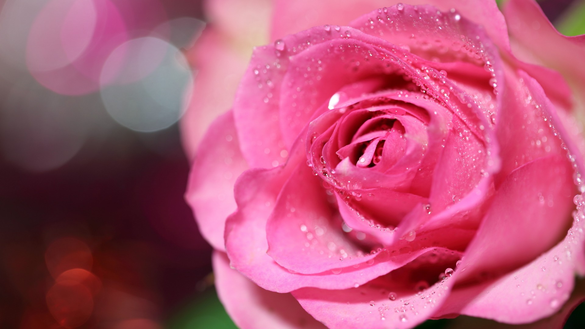 粉色玫瑰花,水滴,高清壁纸