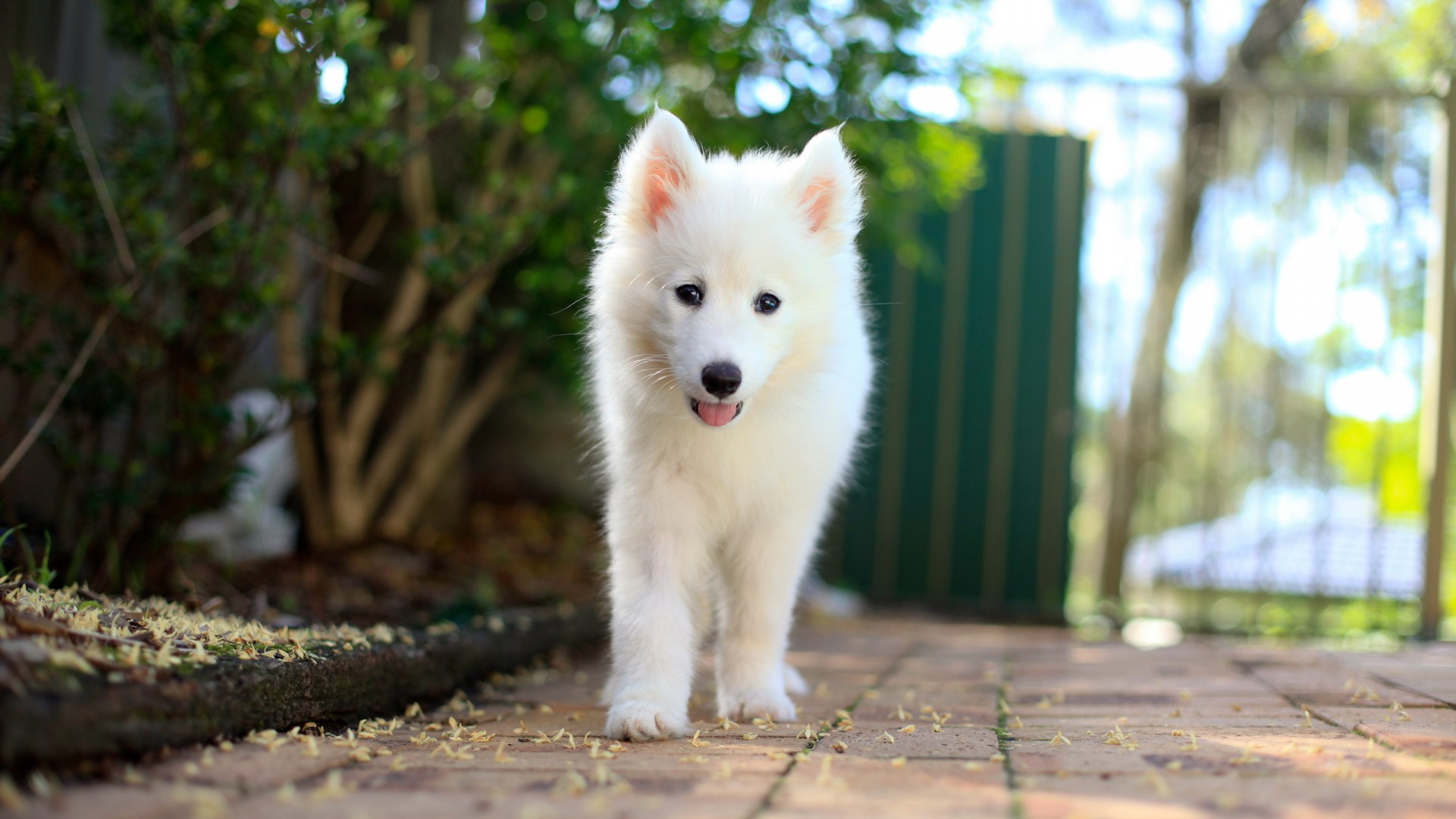 萨摩耶小狗，白色的小狗，朋友，可爱，桌面壁纸