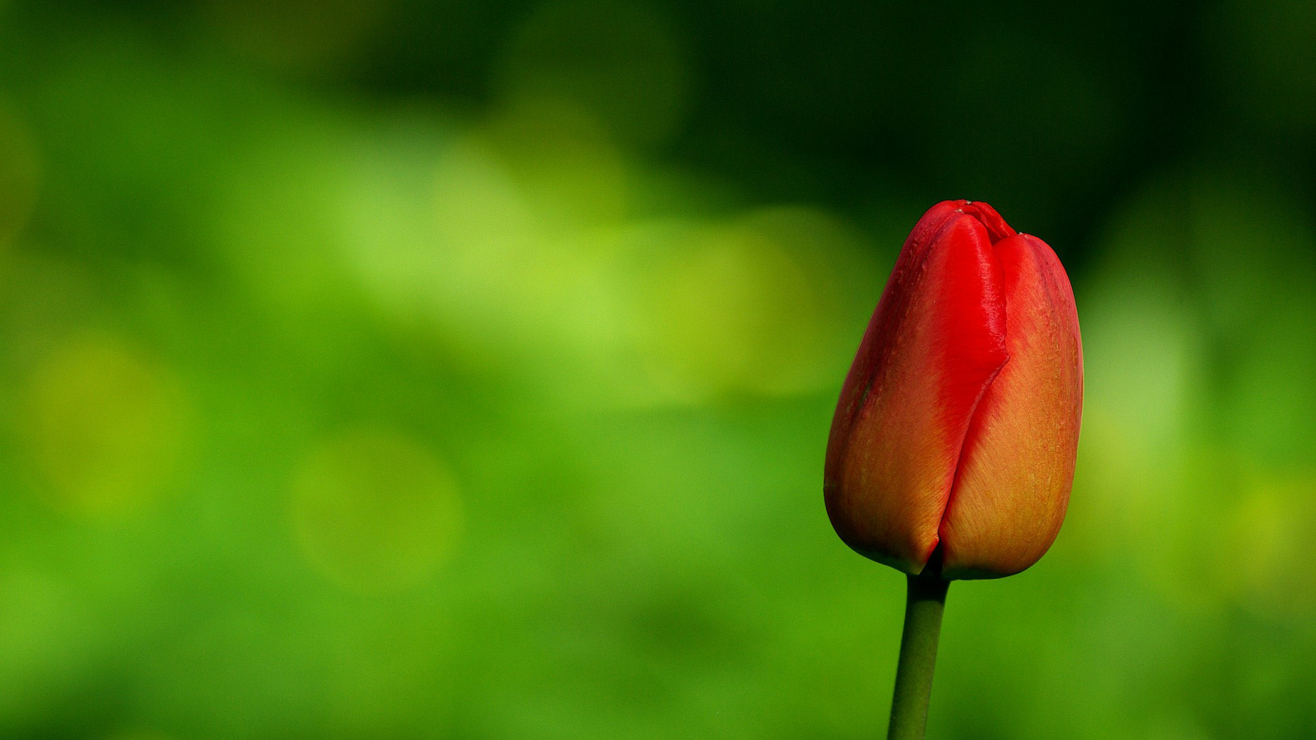 郁金香花卉壁纸，免费电脑高清美图下载