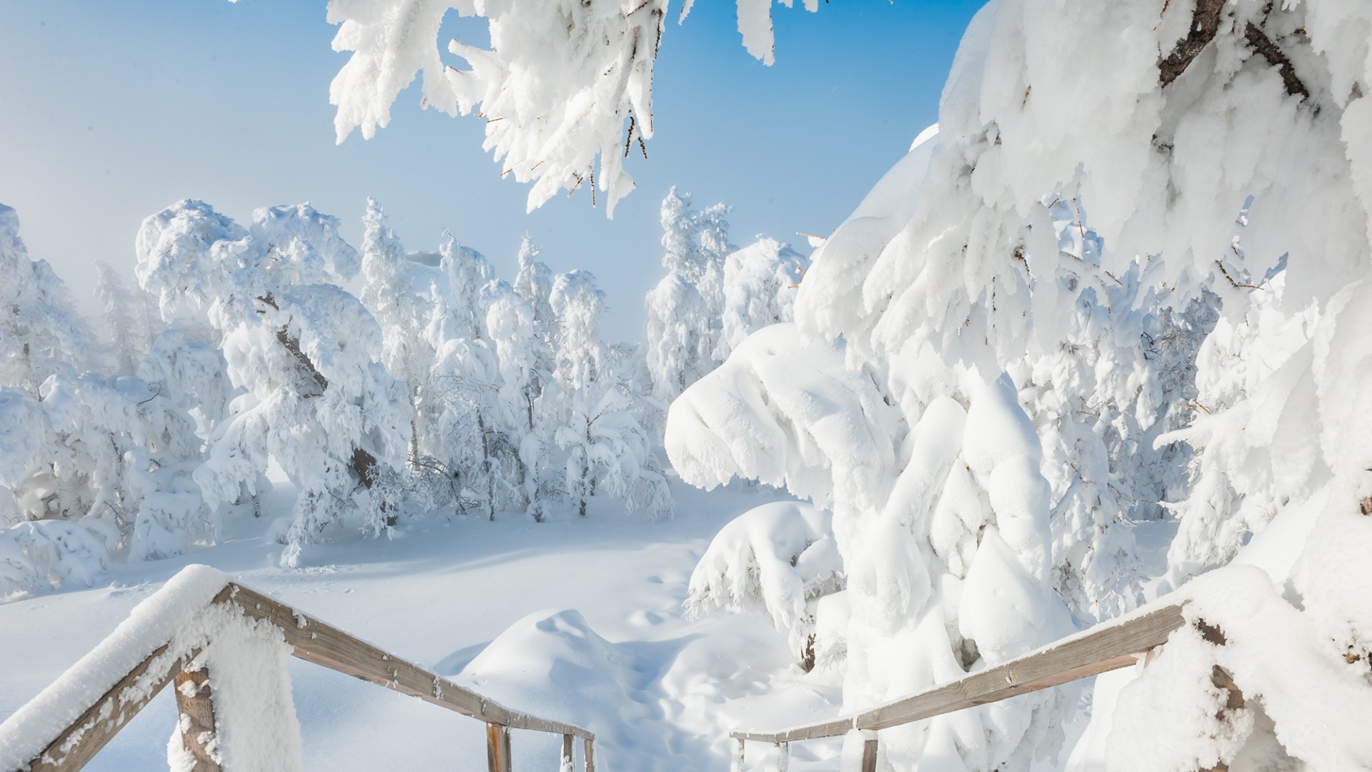 冬天，雪，雪堆，树木，风景壁纸