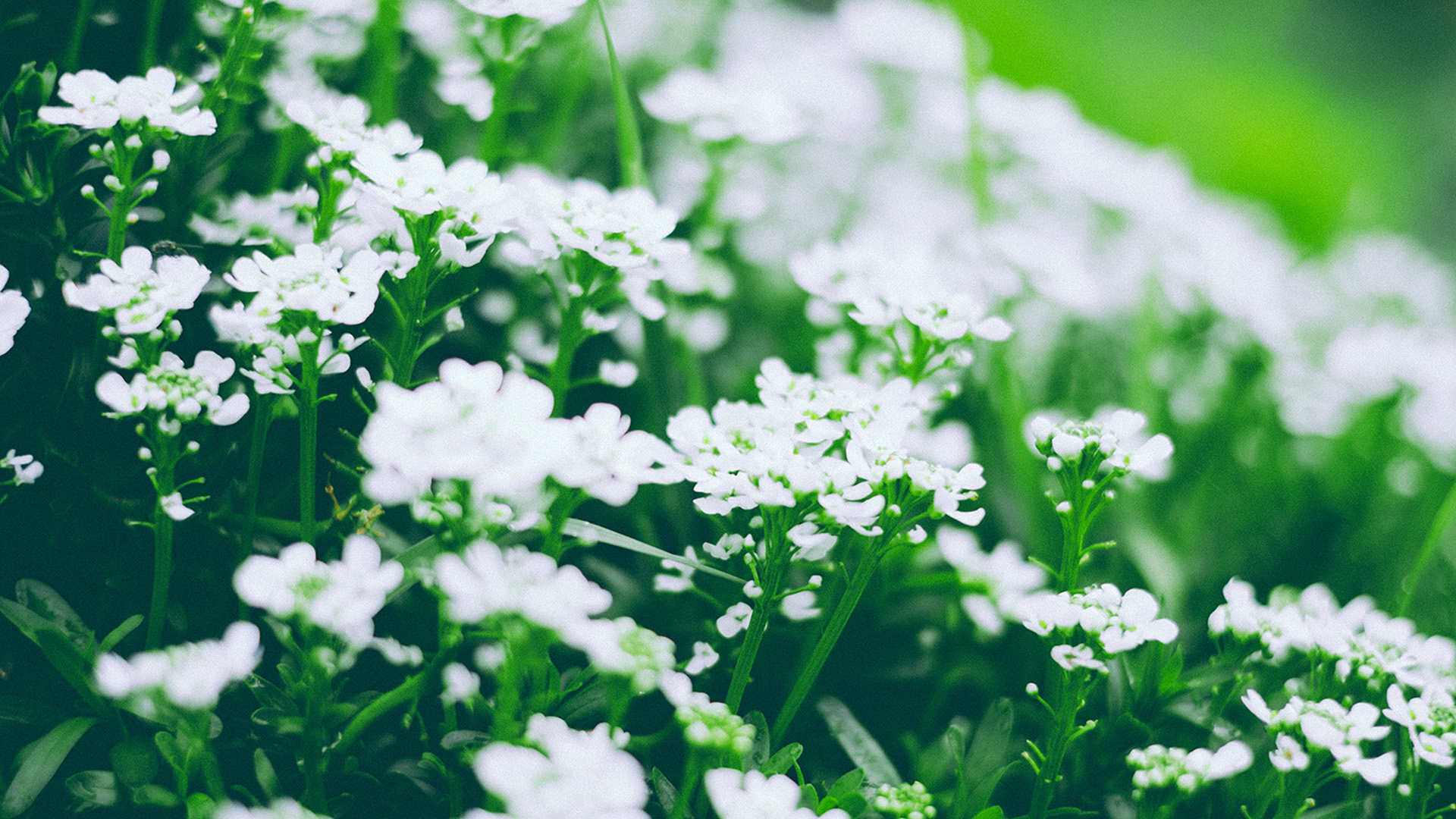 白色花朵,花海,绿色护眼,唯美清新植物壁纸