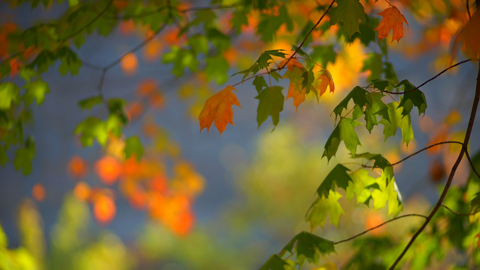 秋天枫树叶子风景桌面壁纸