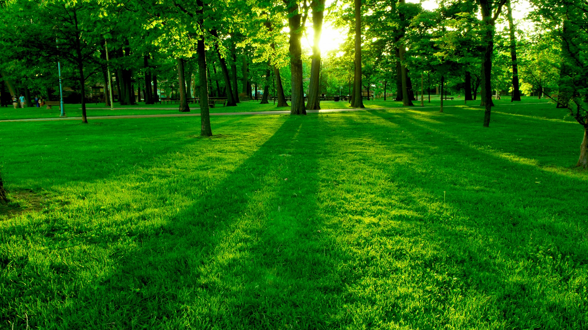 公园,小路,树林,草地,绿色高清护眼风景桌面壁纸