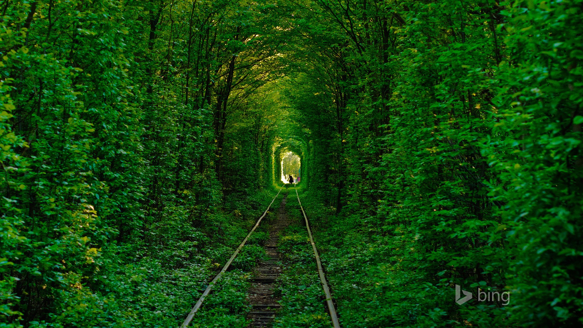 乌克兰爱的隧道,森林,护眼,绿色,美丽的自然风景桌面壁纸