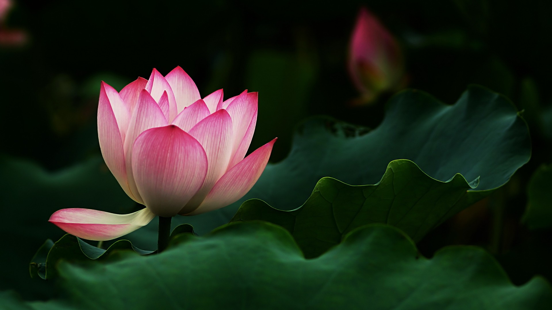 荷塘，莲花，绿色叶子，粉红色，桌面壁纸