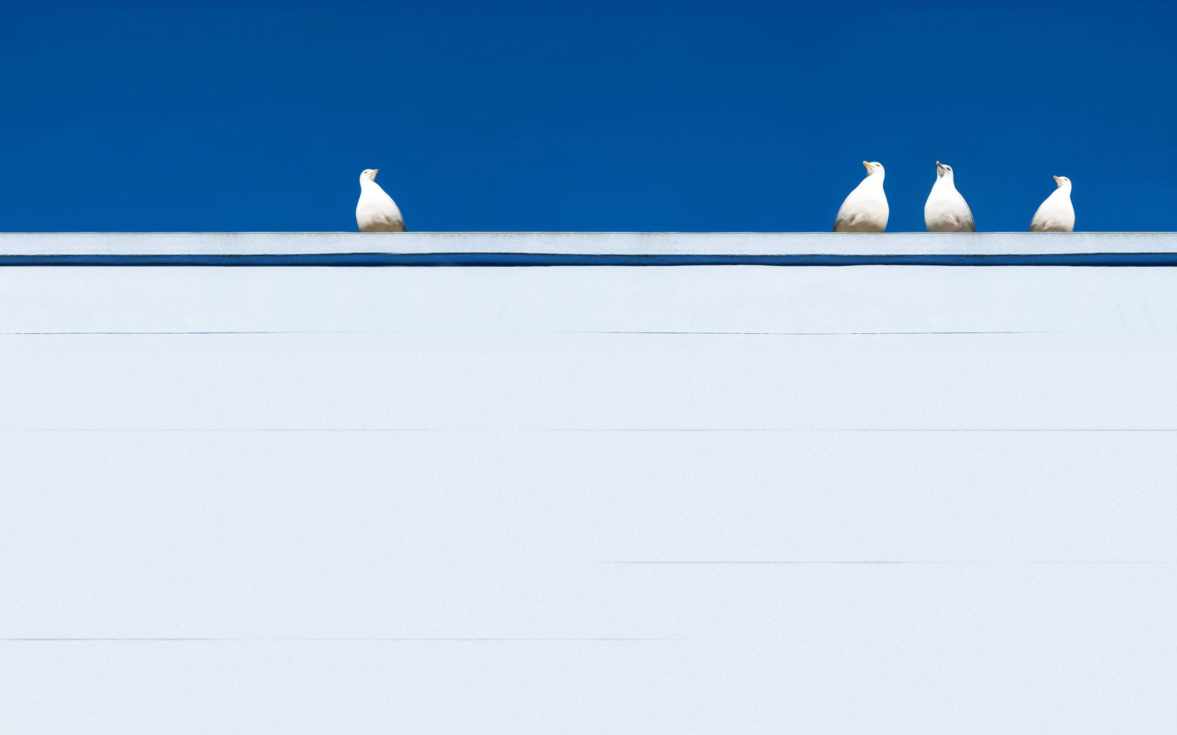 可爱的鸽子停在屋顶壁纸