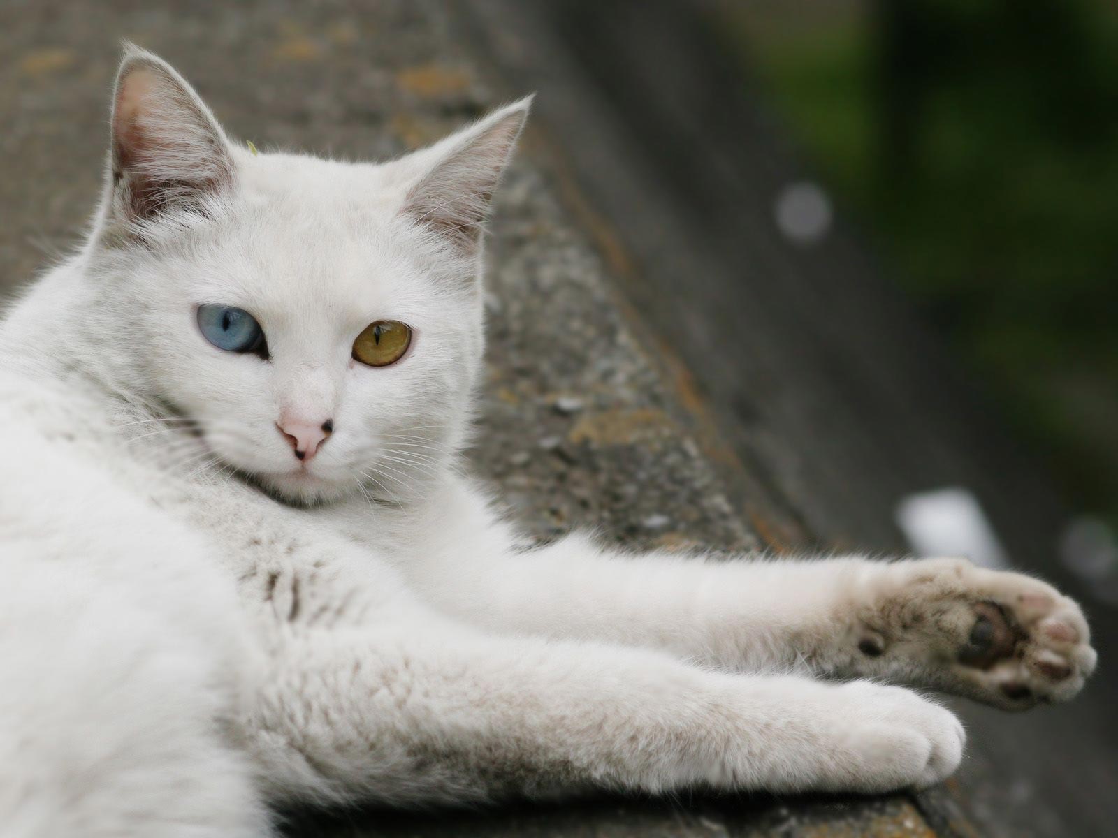 可爱白猫咪桌面壁纸