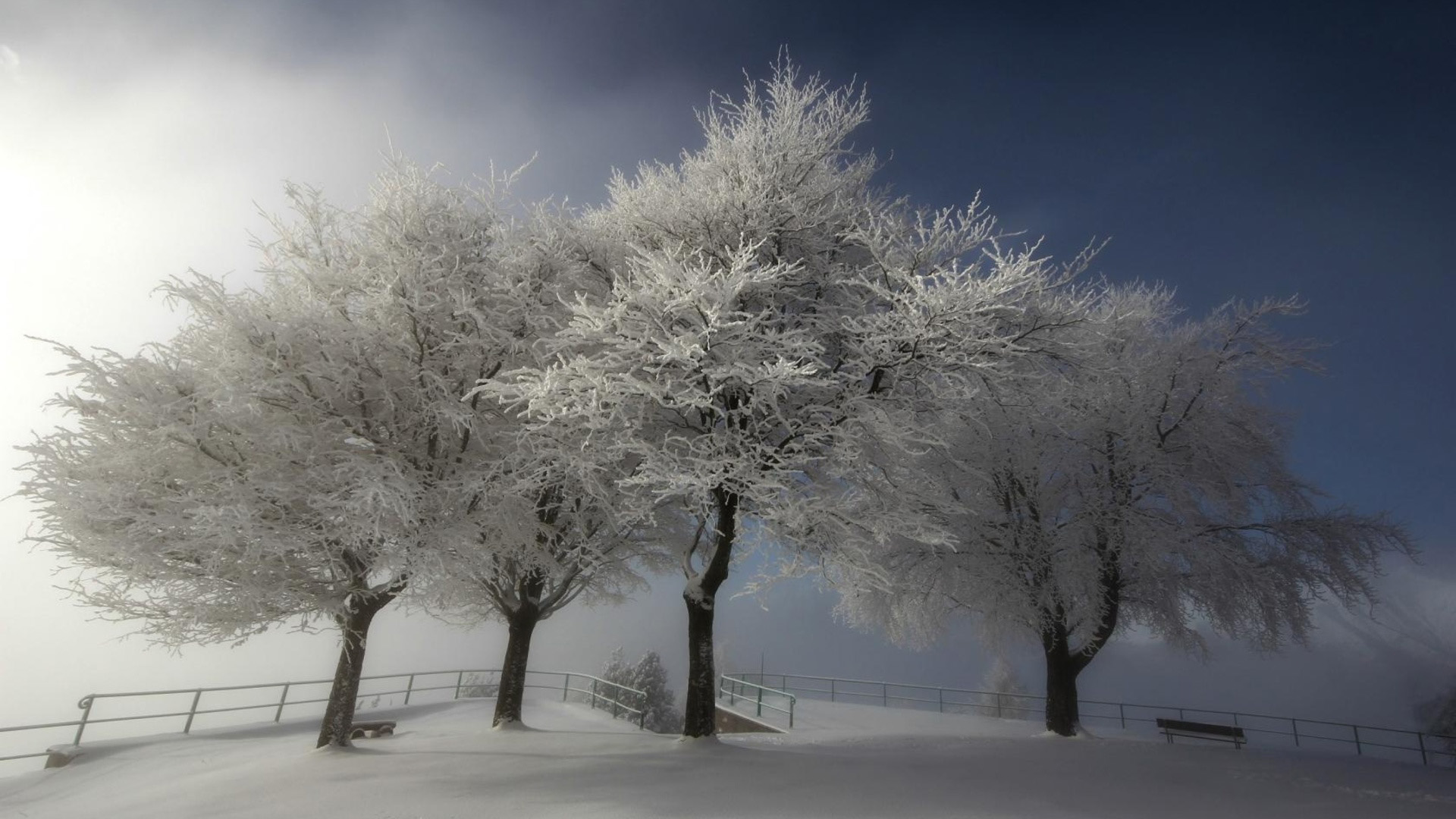 自然壁纸冬天,树,雪,风景桌面图片