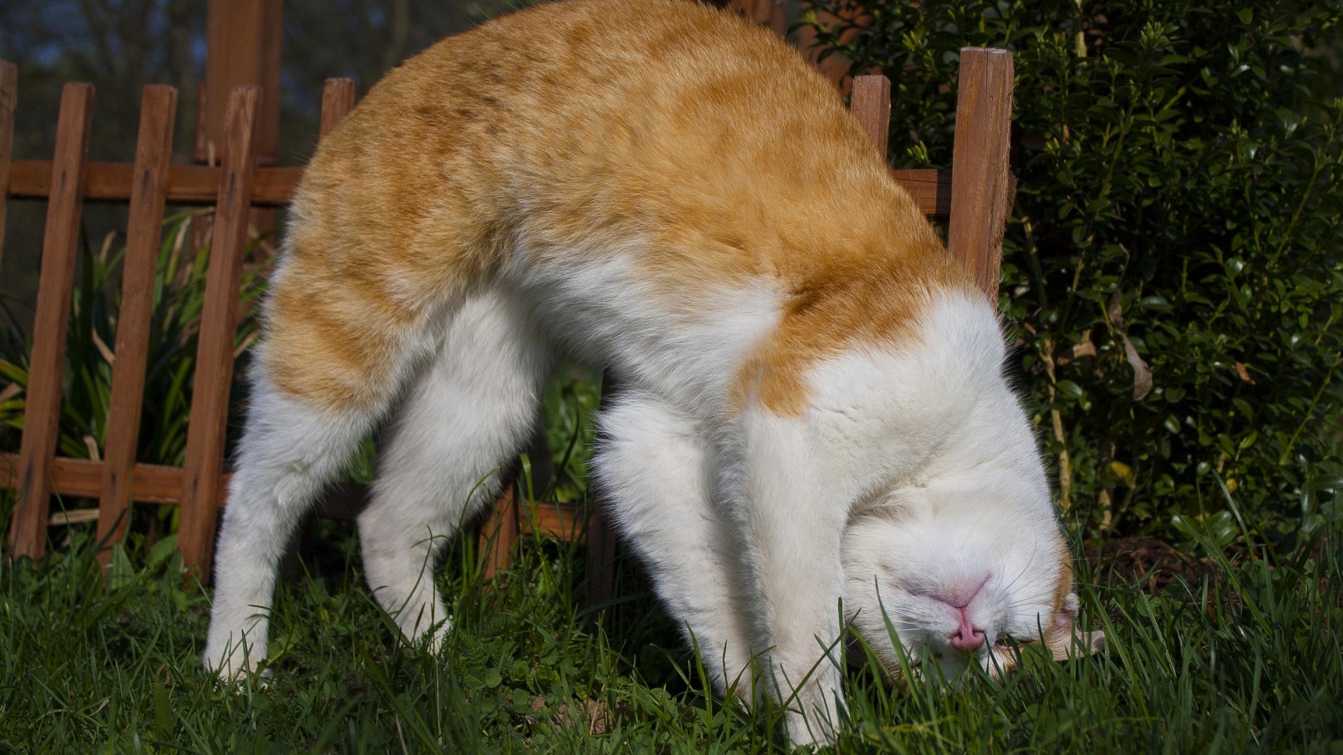 猫，可爱姿势，苗条，草地，猫咪壁纸