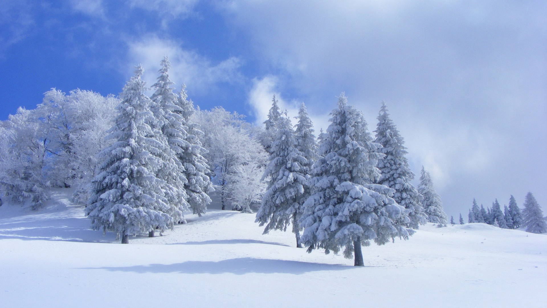 天空,云,冬天,雪,树木,森林,自然风景壁纸