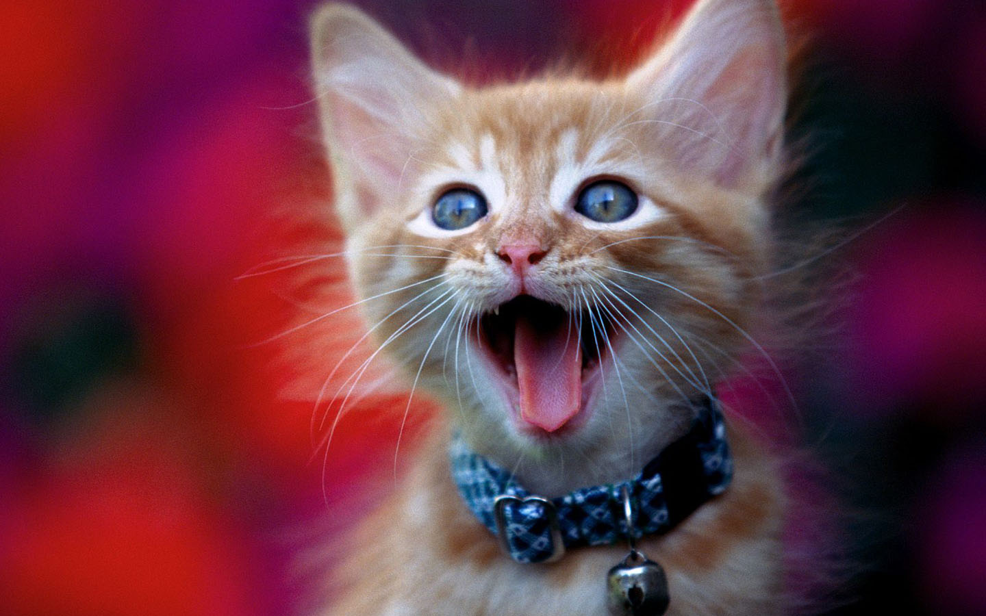 好奇的小猫咪桌面壁纸