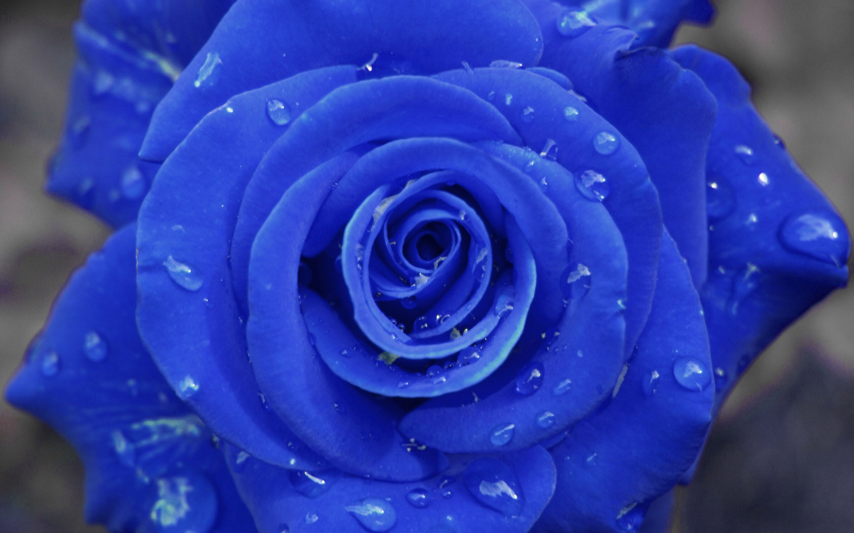 蓝玫瑰桌面背景