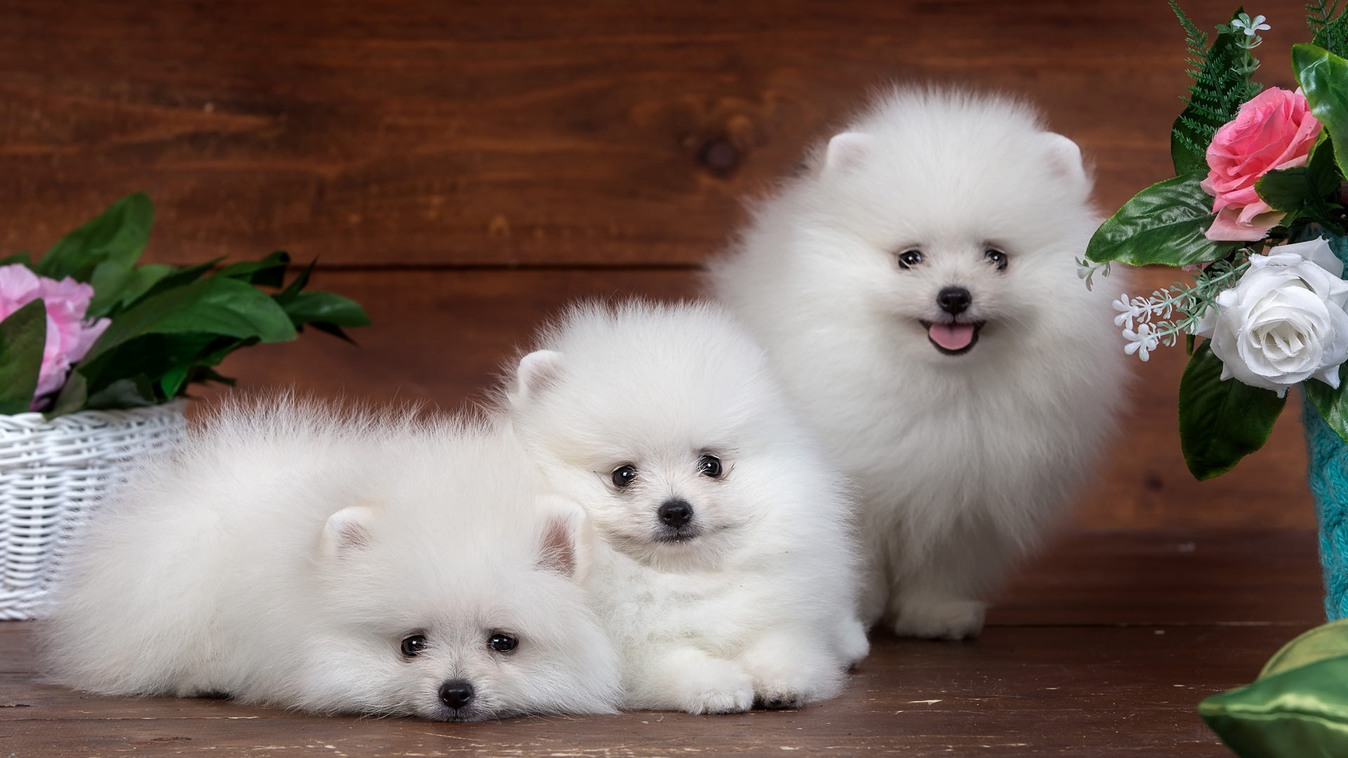 三只狗，小狗，鲜花，乐趣，博美犬，迷你博美犬，白博美桌面壁纸