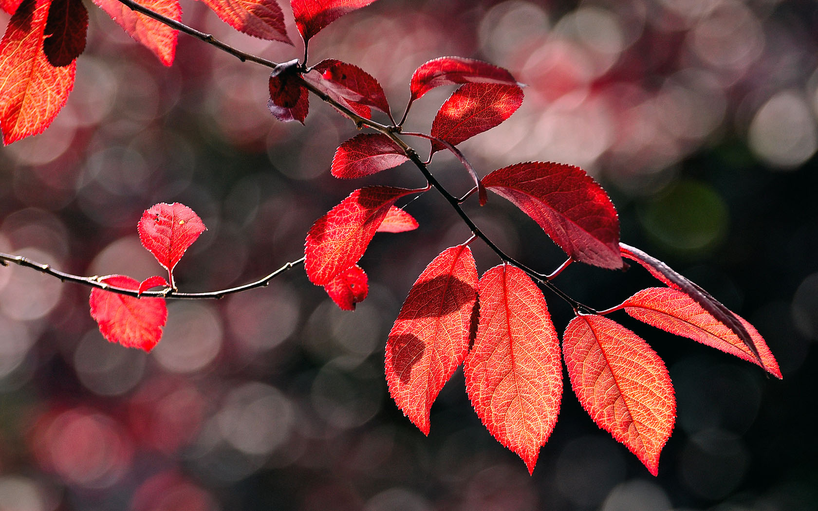 秋天红叶图片桌面壁纸