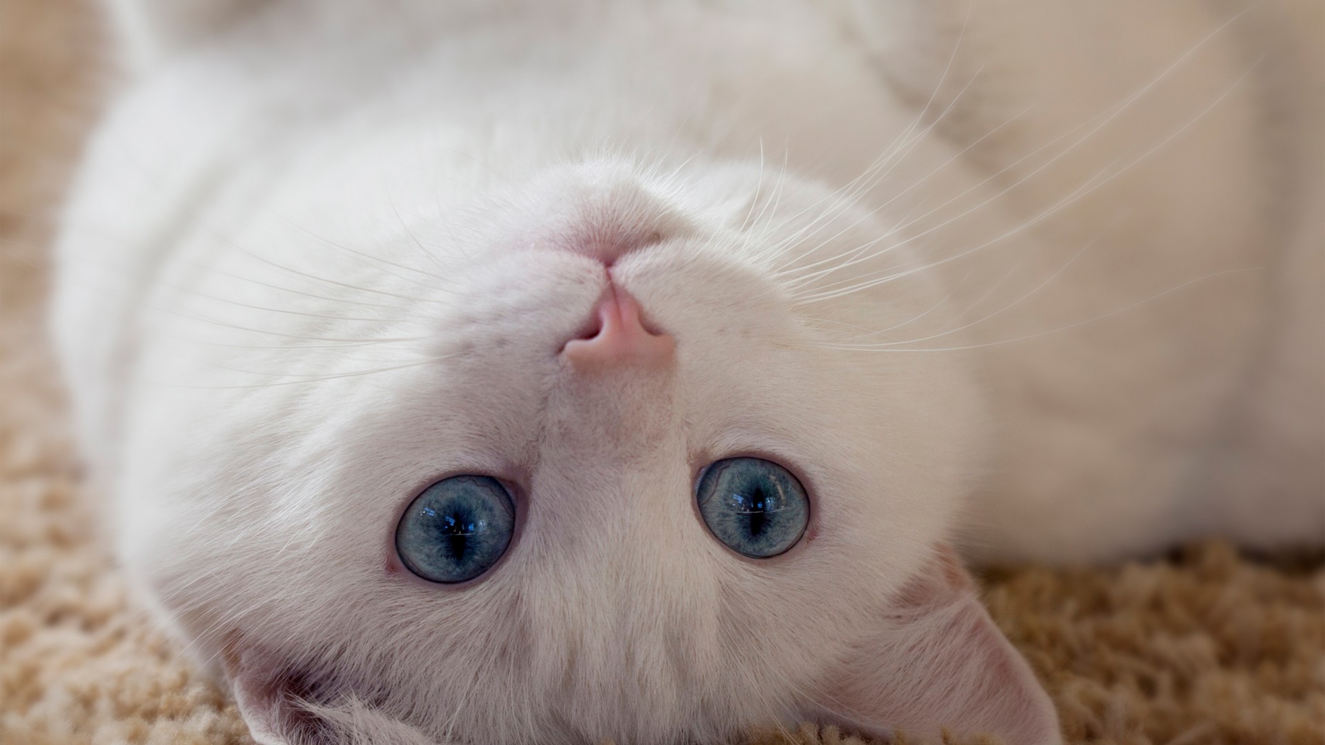 白猫,蓝眼睛,耳朵,胡须,可爱动物壁纸