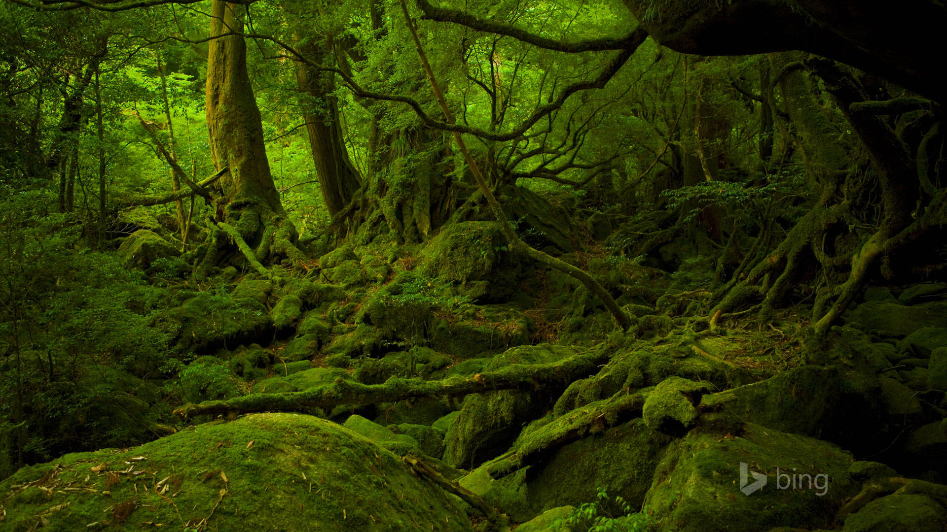 森林，树木，石头，树根，绿色的风景，Bing风景宽屏壁纸