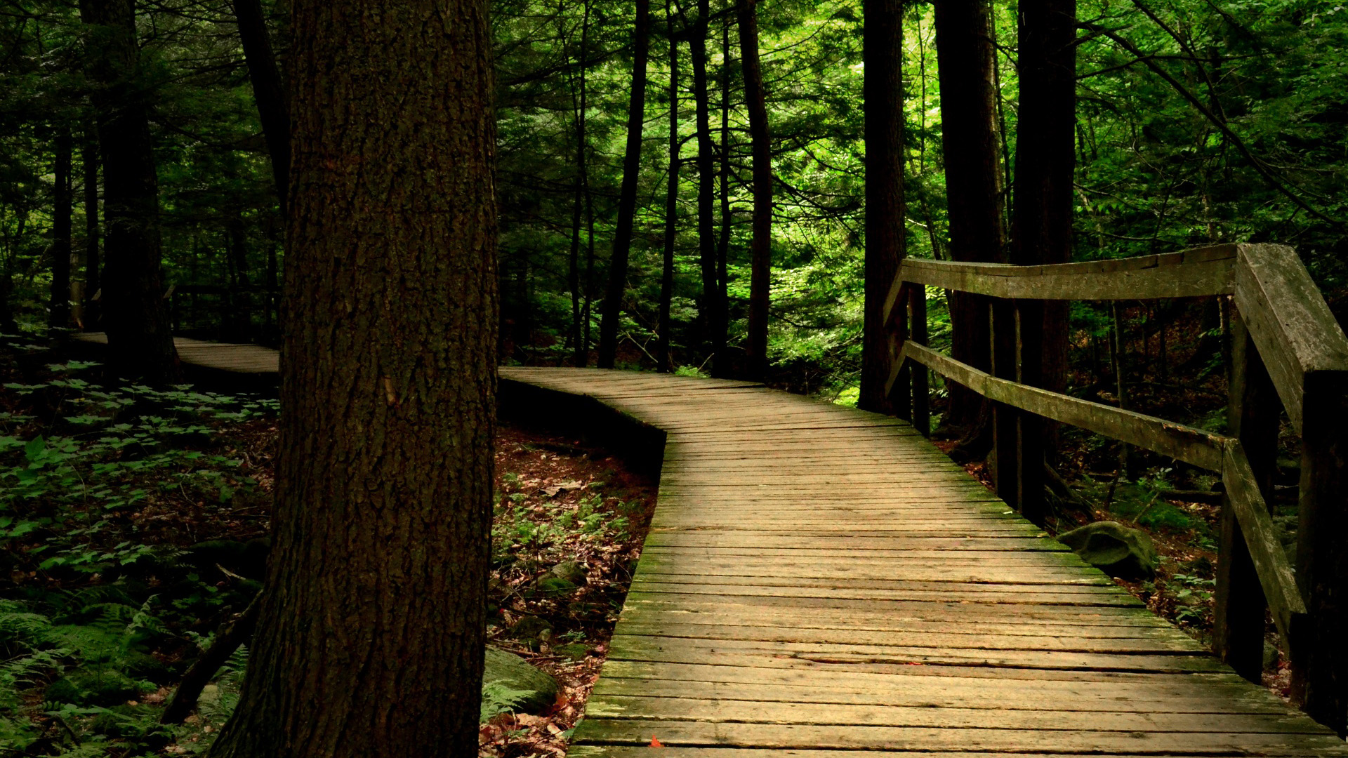 森林小木桥路桌面壁纸