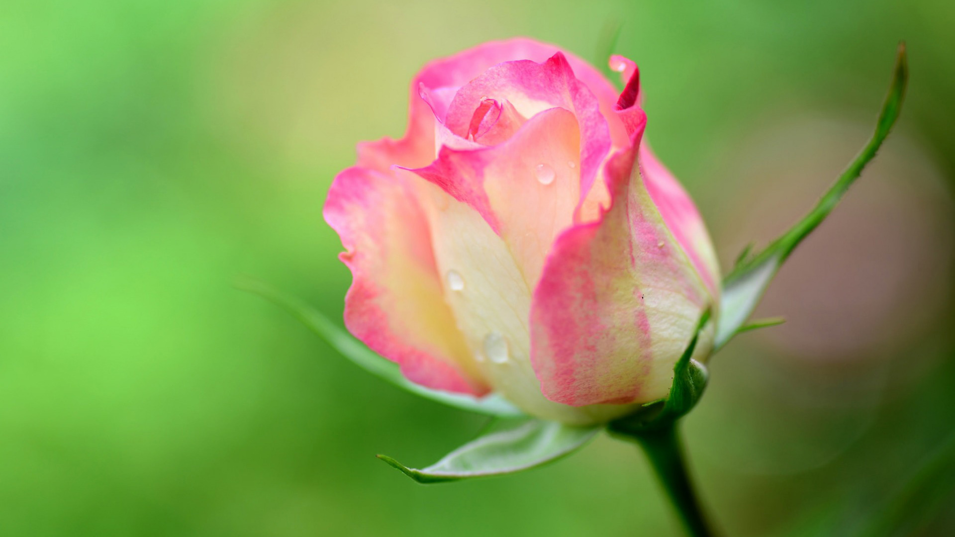 玫瑰，花蕾，粉色花瓣，水滴，露珠，绿色背景，护眼桌面壁纸