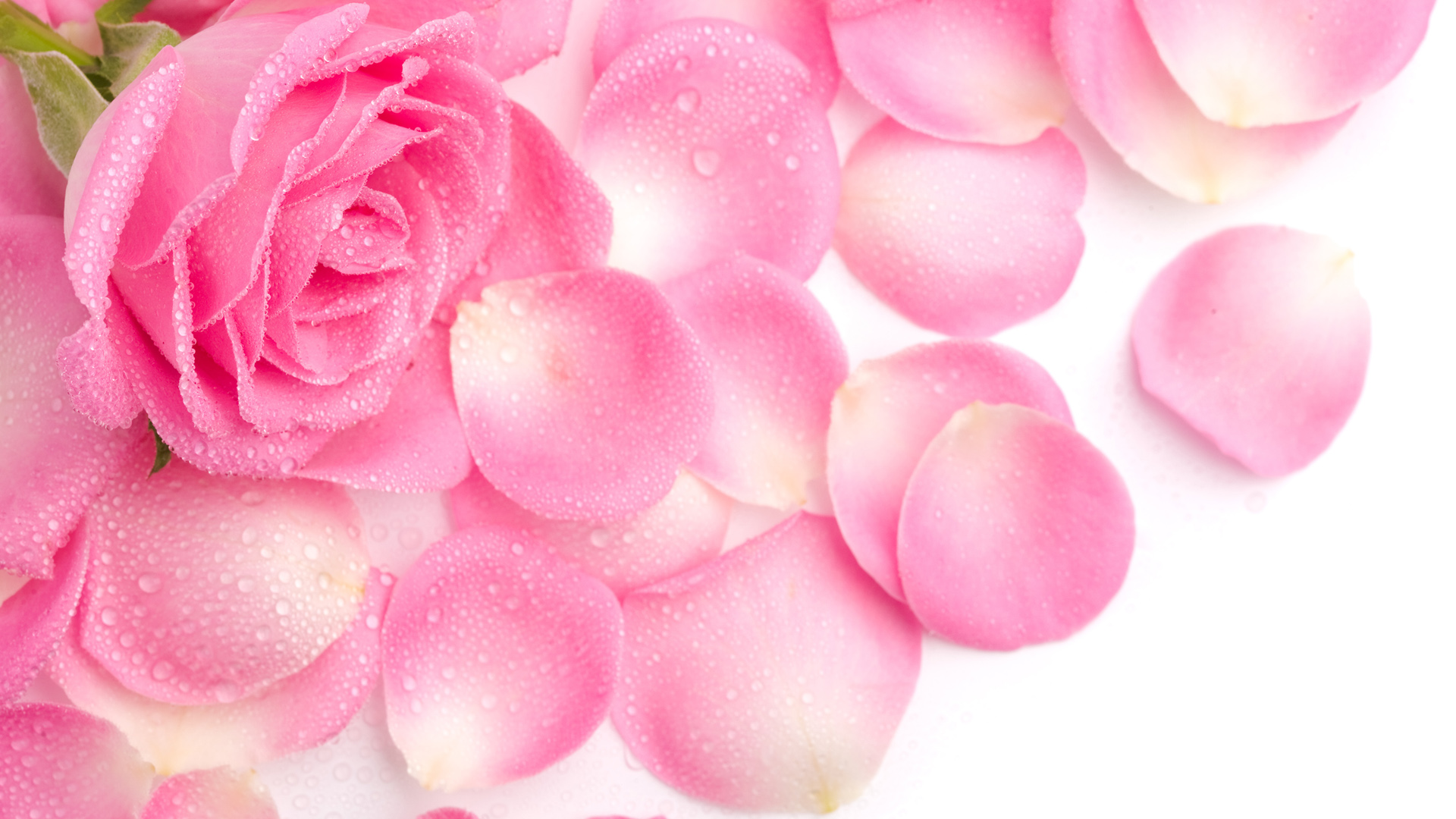 粉色玫瑰花瓣高清桌面壁纸