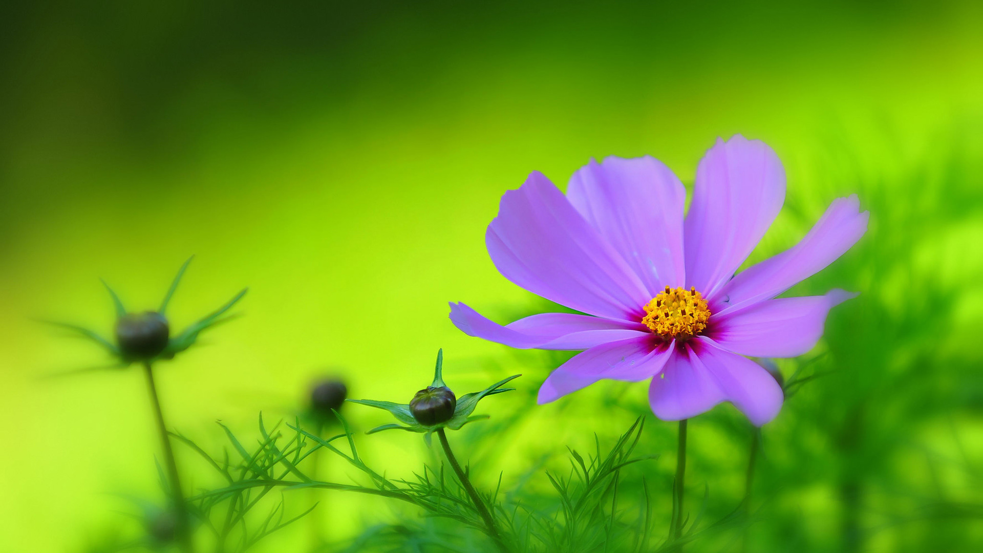 紫色花瓣，花园，绿色植物背景，鲜花高清桌面壁纸