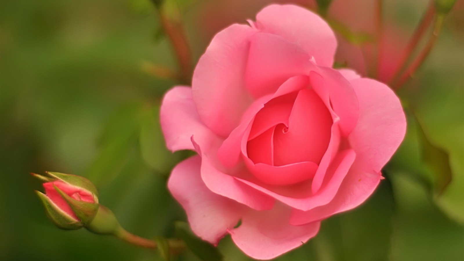 粉红色的花桌面背景图片