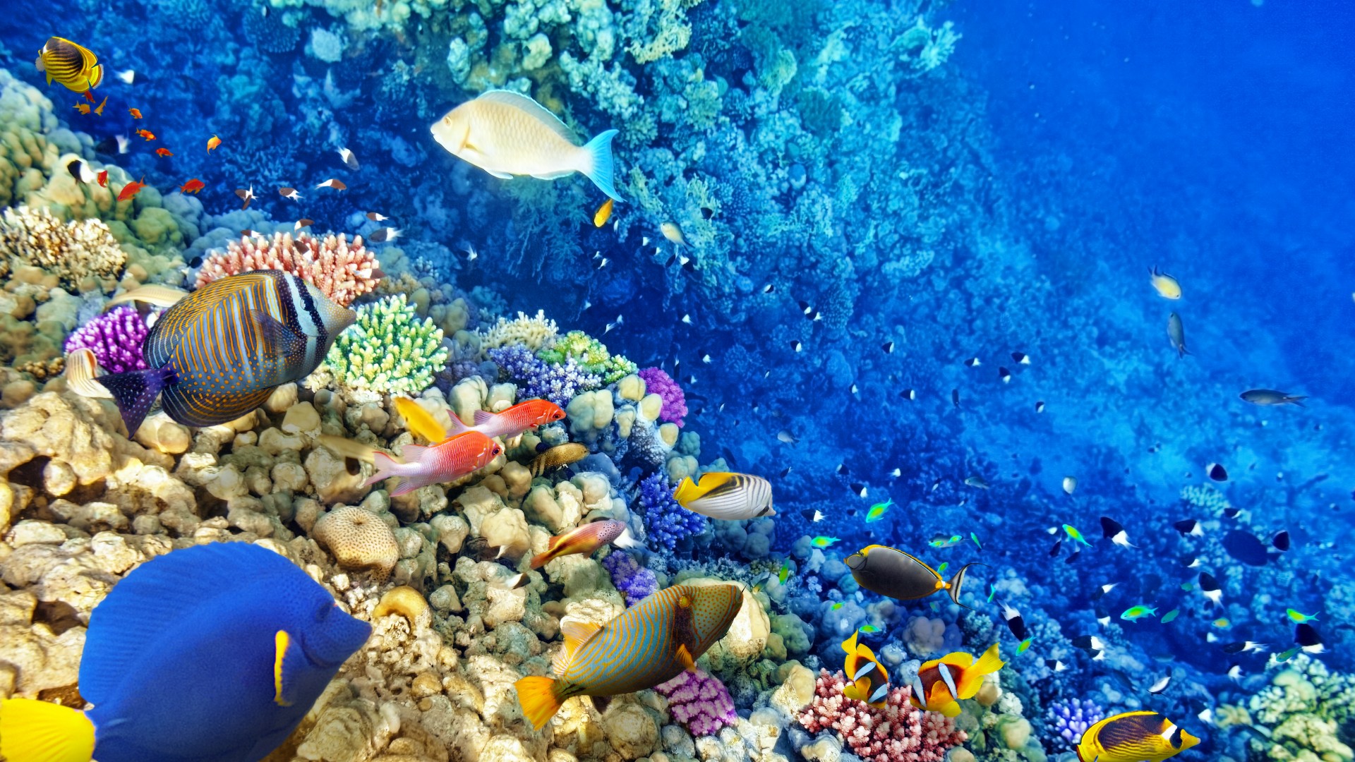 水下世界，珊瑚，珊瑚礁，热带鱼，海洋，桌面壁纸