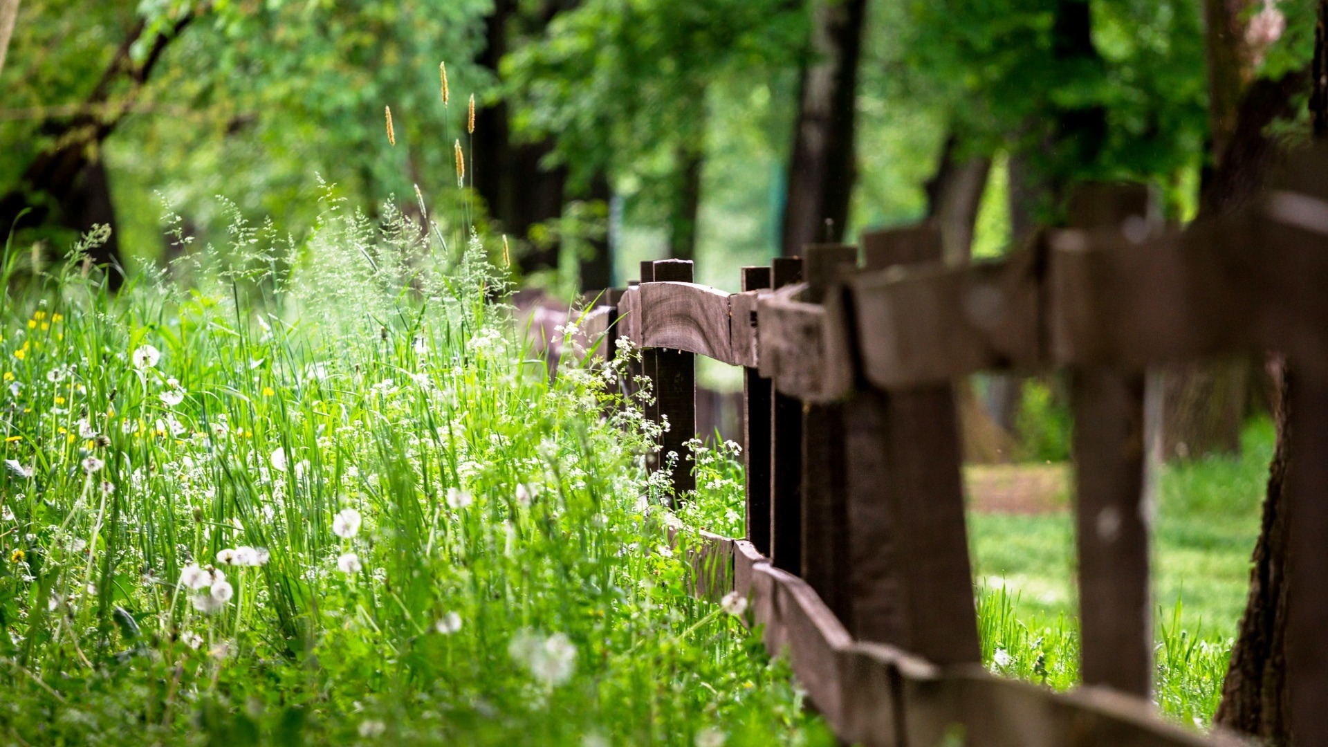 篱笆，草，树林，夏天，绿色风景桌面壁纸