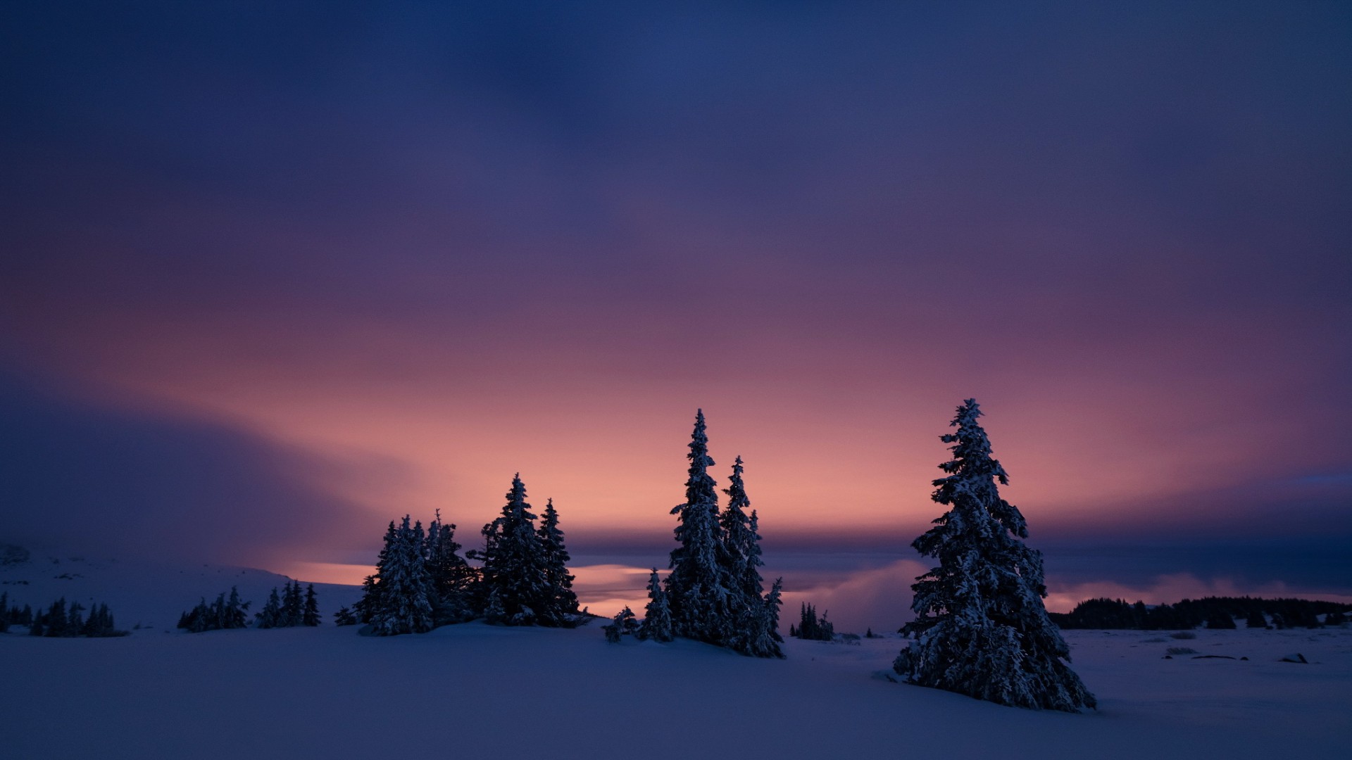 夜,冬天,树,天空,自然风景桌面壁纸