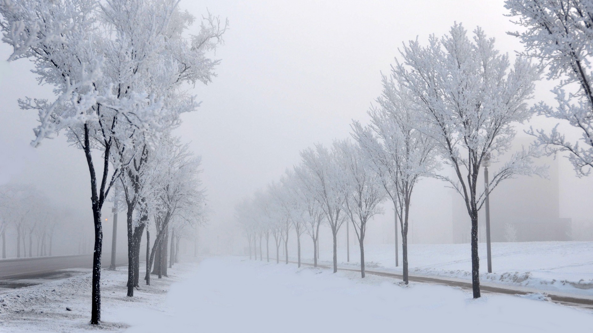 冬日雪径，树影婆娑，步行赏景，免费自然风景壁纸下载