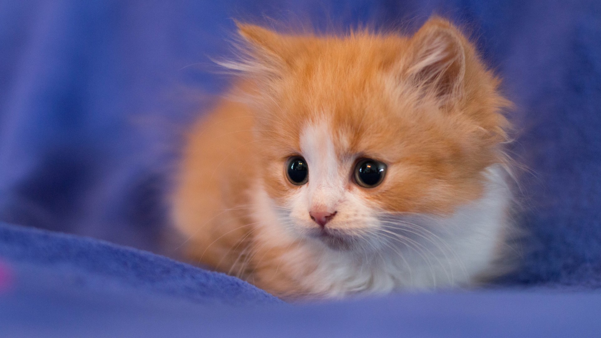 小猫,目不转睛看着,背景图片,可爱动物壁纸