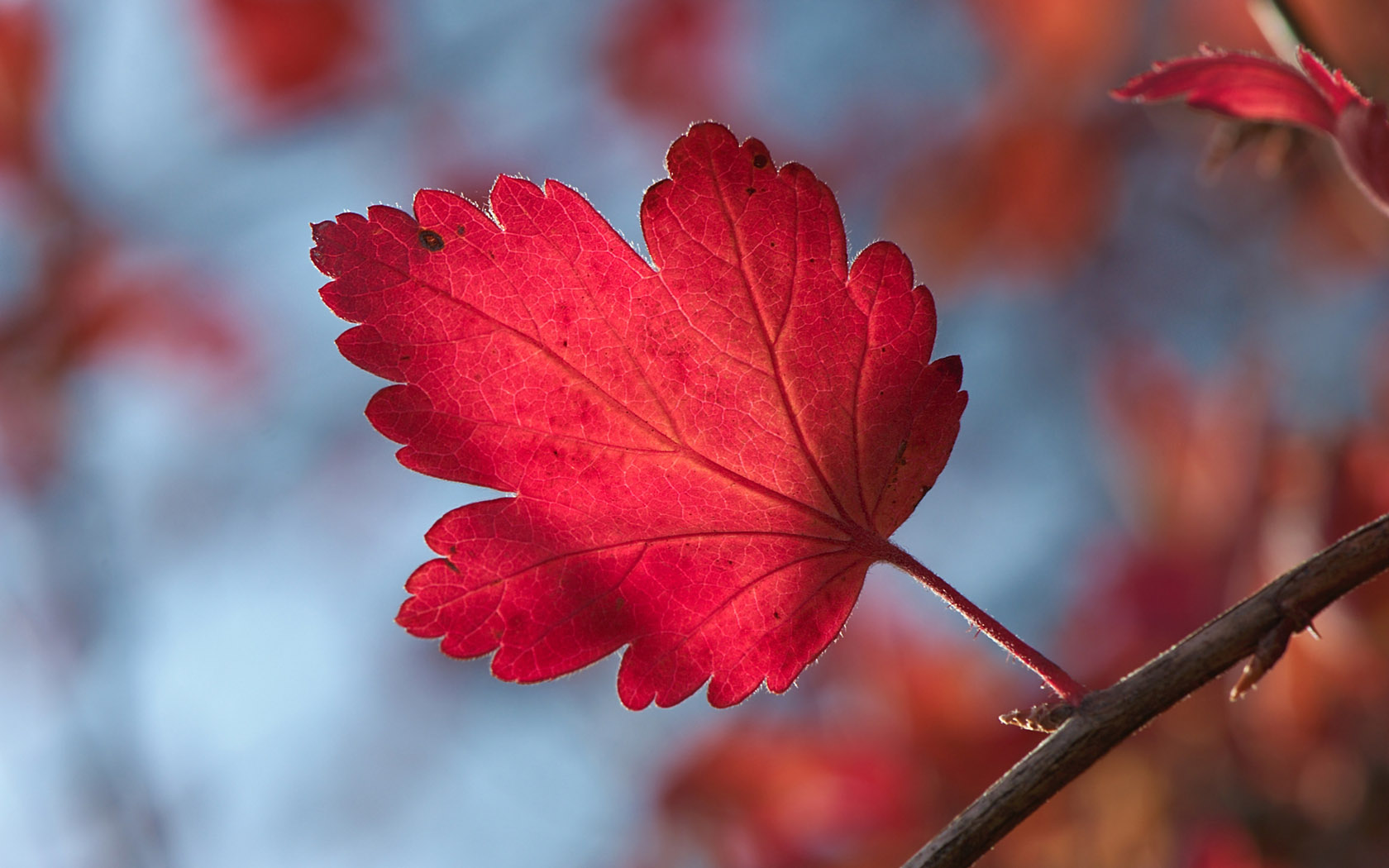 秋天红树叶桌面背景图片