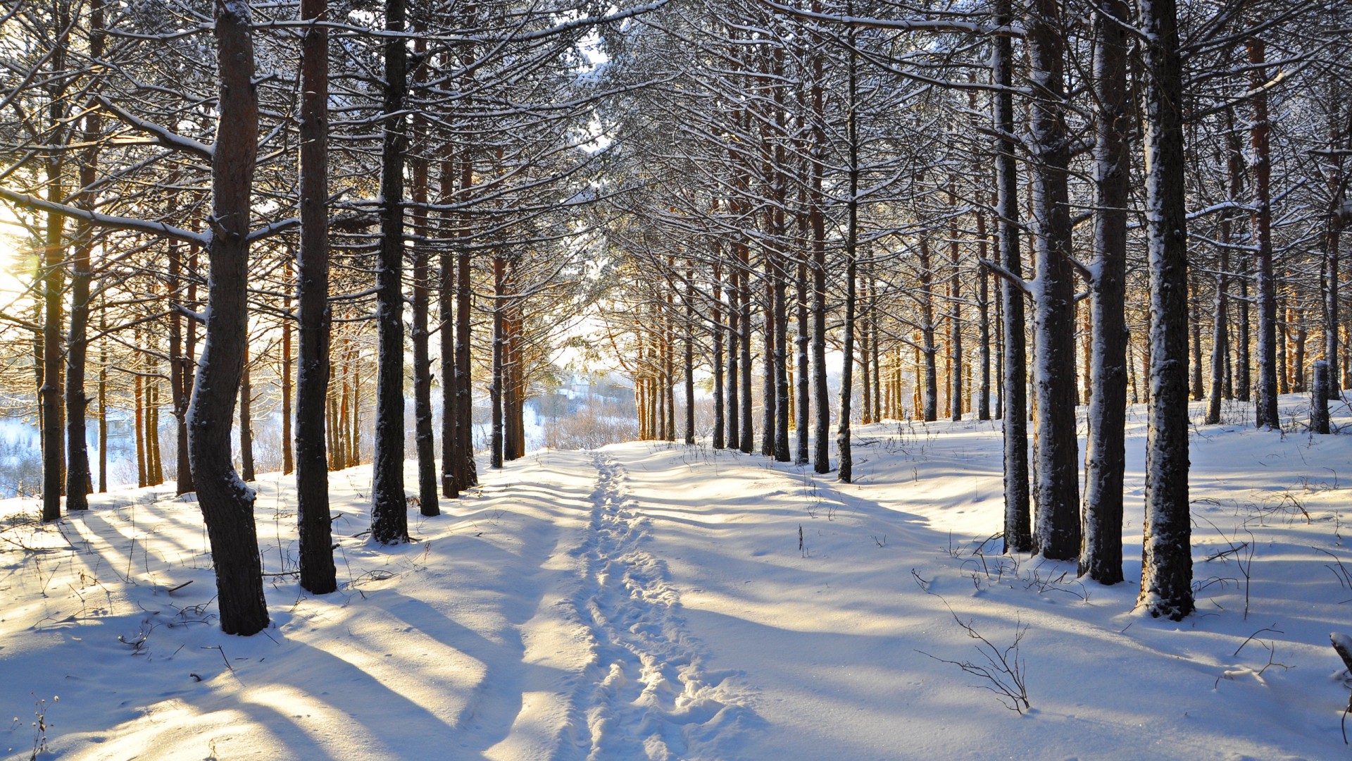 冬天,雪,树木,森林,林间空地,路,痕迹,风景桌面壁纸