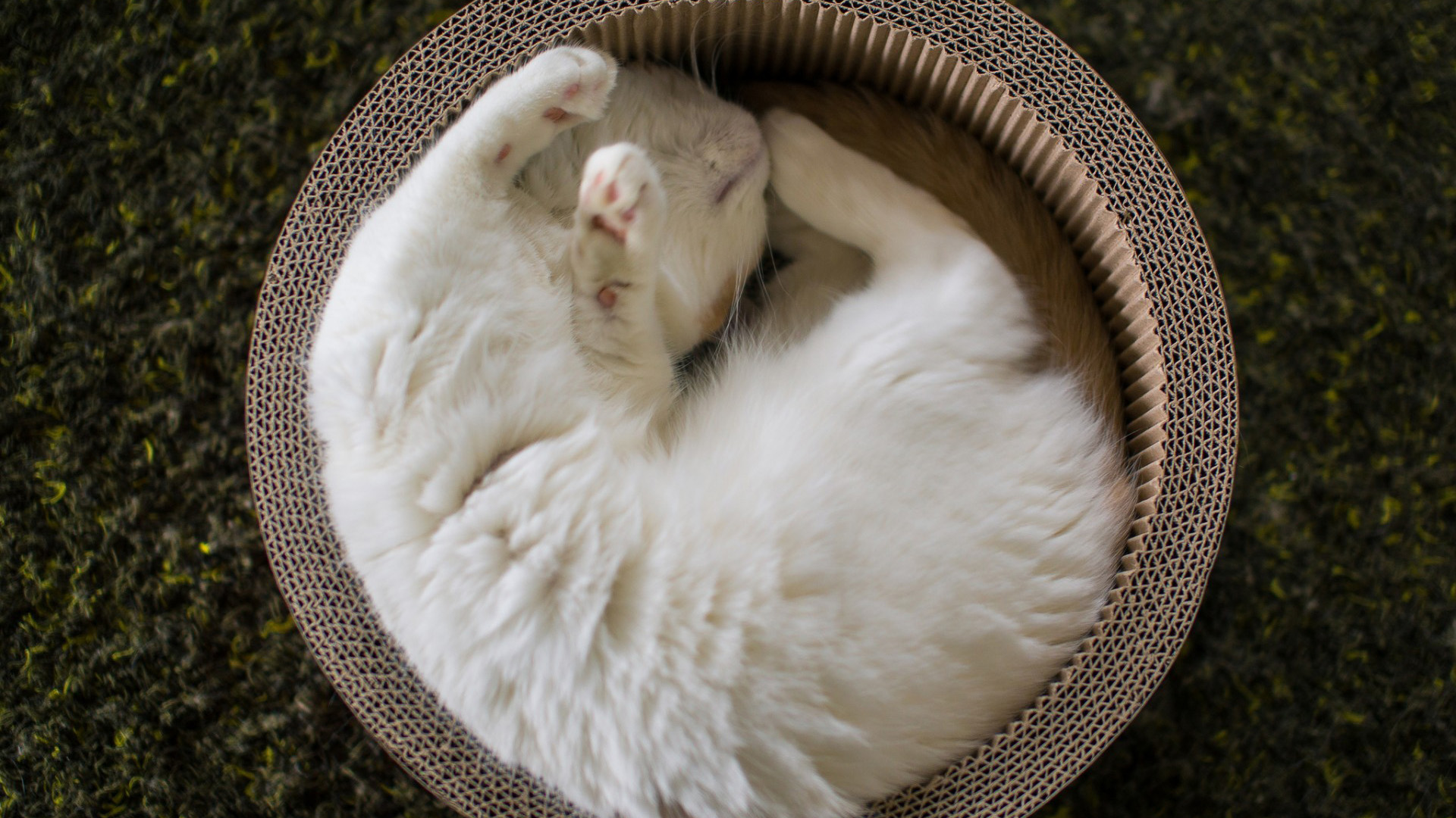白猫,爱睡觉,篮子宽屏壁纸
