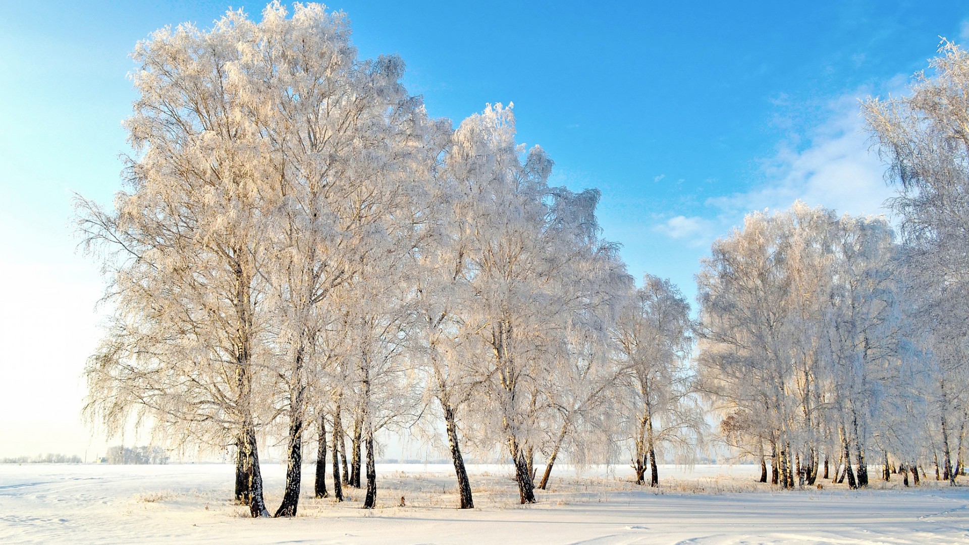 雪,树木,冬天自然风景壁纸