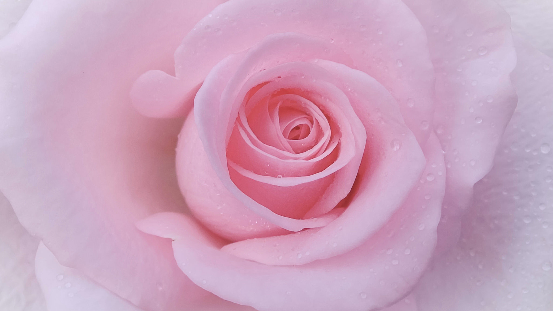 粉色玫瑰壁纸唯美图片