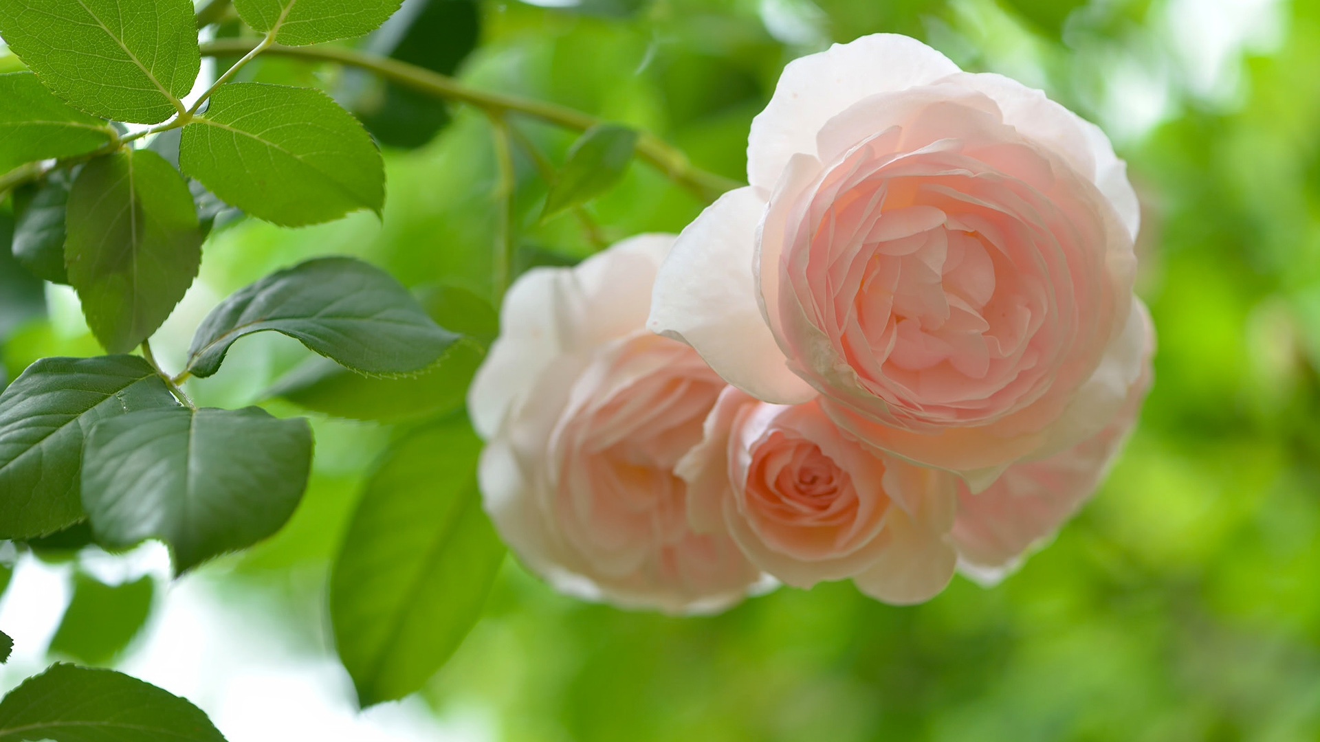 粉色玫瑰，叶子，护眼，鲜花，美丽的玫瑰花桌面壁纸