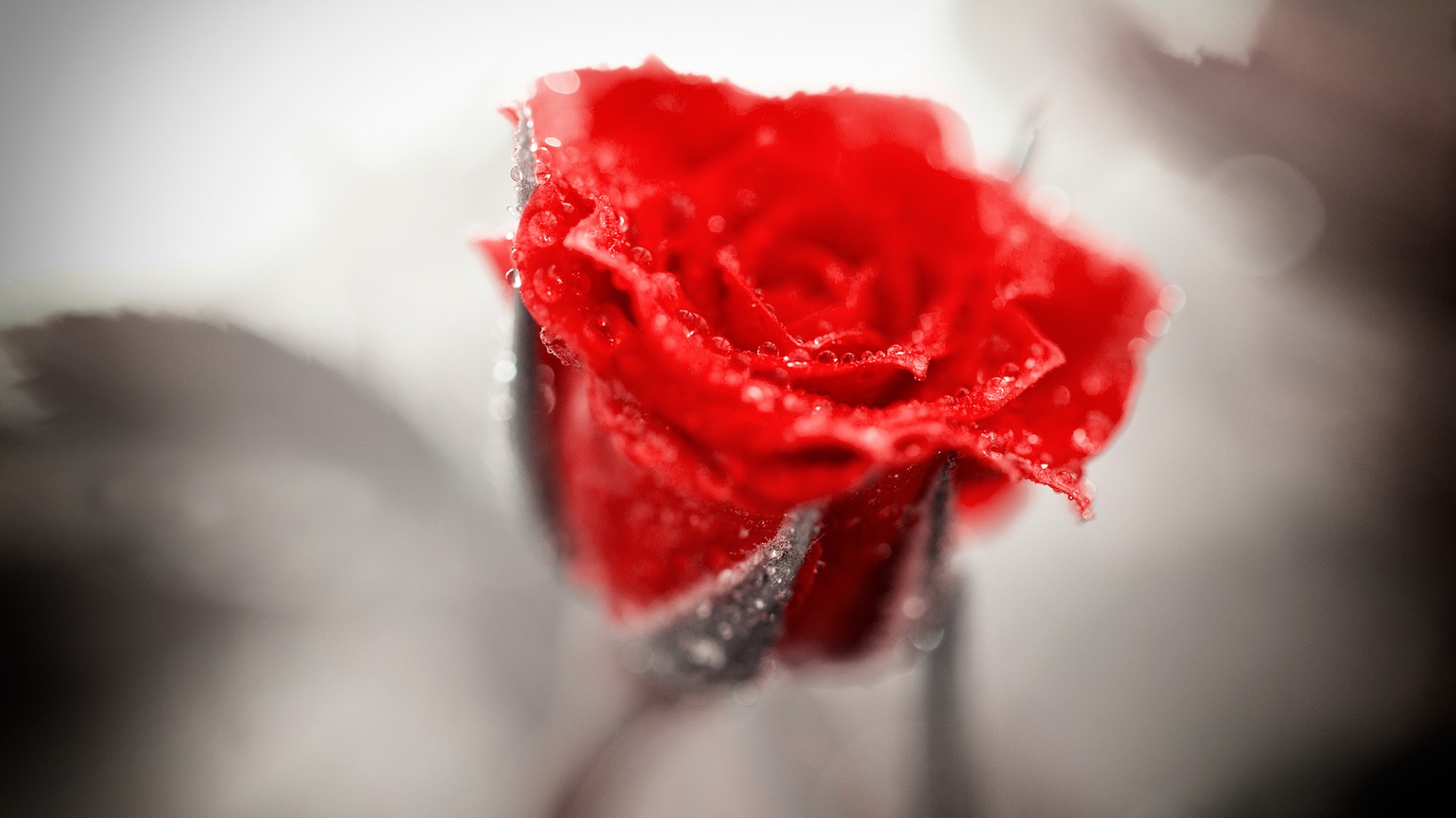 玫瑰,红色,水珠,高清壁纸