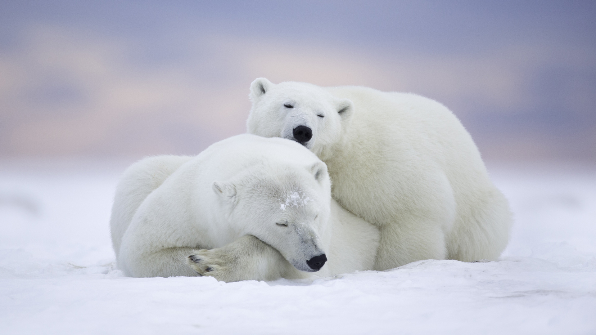 北极熊，雪地，两只北极熊，拥抱取暖，可爱北极熊壁纸