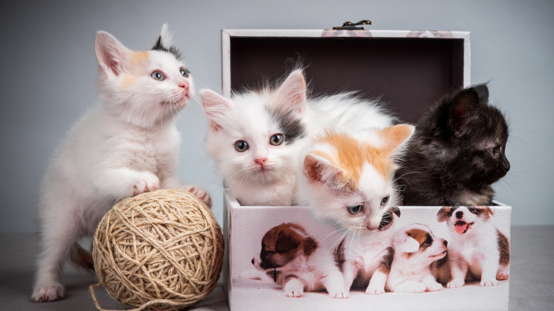 小猫，毛线球，箱子，可爱小猫壁纸